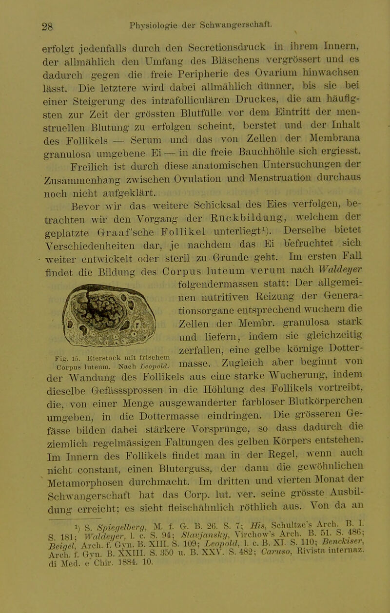 erfolgt jedenfalls durch den Secretionsdruck in ihrem Innern, der allmiihlich den Umfang des Blaschens vergrossert und es dadurch g-egen die freie Peripherie des Ovarium hinwaclisen lasst. Die letztere wii'd dabei allmahlich dUnner, bis sie bei einer Steigerung des intrafollicularen Druckes, die am haufig- sten zur Zeit der grossten Blutfulle vor dem Eintritt der men- struellen Blutung zu erfolgen scheint, berstet und der Inlialt des Follikels — Serum und das von Zellen der Membrana granulosa umgebene Ei — in die freie Bauchhohle sich ergiesst. Freilich ist durch diese anatomischen Untersuchungen der Zusammenhang zwischen Ovulation und Menstruation durchaus noch nicht aufgeklart. Bevor wir das weitere Schicksal des Eies verfolgen, be- trachten Avir den Vorgang der Kiickbildung, welchem der geplatzte G-raaf'sclie FoUikel nnterliegti). Derselbe bietet Verschiedenheiten dar, je nachdem das Ei b'efruchtet sich • weiter entwickelt oder steril zu Grunde geht. Im ersten FaU findet die Bildung des Corpus luteum verum nach Waldeijer folgendermassen statt: Der allgemei- nen nutritiven Reizung der Genera- tionsorgane entsprechend wuchern die Zellen der Membr. granulosa stark und liefern, indem sie gicichzeitig zerfallen, eine gelbe kornige Dotter- Fis. 15. Eierstock mit frlschem . , K^n.n'i->nf -j^mi Corpus luteum. Nach i«o,,o?r7. masse. Zuglcich aber begmnt \on der Wandung des Follikels aus eine starke Wucherung, mdem dieselbe Gefasssprossen in die Hohlung des Follikels vortreibt, die, von einer Menge ausgewanderter farbloser Blutkorperchen umgeben, in die Dottermasse eindringen. Die grosseren Ge- fasse bilden dabei starkere Vorspriinge, so dass dadurch die ziemlich regelmassigen Faltungen des gelben Korpers entstehen. Im Innern des Follikels findet man in der Kegel, wenn auch nicht constant, einen Bluterguss, der dann die gewohnlichen Metamorphosen durchmacht. Im dritten und vierten Monat der Schwangerschaft hat das Corp. lut. ver. seme grOsste Ausbil- dun^ erreicht; es sicht fleischahnlich rothlich aus. Von da an B. 1. 1) S. Spiegelberg, M. f. G. B. 26. S. 7; His, Sc niltze s Arch B. 1. S 181 • Waldemr, 1. c. S. 94; Slarjrnisky, Virchow's Arch. B. ;il. S. 48b: Beigk Arcl f.^G^n. B. XIII. S. 109 Leopold, 1. c. B. XT. S. 110; Benckiser, Arcl f. Gvn. B. XXIII. S. 350 u. B. XXV. S. 482; Caruso, Rivista mternaz. di Med. e' Chir. 1884. 10.