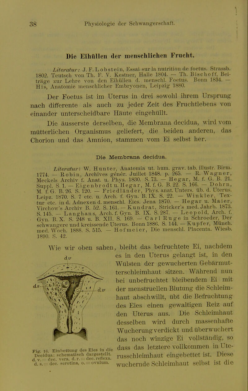 Die Eihulleii der iiiensclilichen Frucht. Literatur: J. F. Lob stein, Essai sur in niitrition dc, foetus. Stra.ssb. 1802. Teutscli von Th. F. V. Kestner, Halle 1804. — Th. Bischolf, Bei- trilge zur Lehre von den Eihiillen d. menschl. Foetus. Bonn 1834. — His, Anatomic nienschlicher Embryonen, Leipzig 1880. Der Foetus ist im Uterus in drei sowohl ihrem Ursprung nach differente als audi zu jeder Zeit des Fruchtlebens von einander untersclieidbare Haute eing-ehullt. Die ausserste derselben, die Membrana decidua, wird vom mtitterliclien Organismus geliefert, die beiden anderen, das Chorion und das Amnion, stammen vom Ei selbst her. Die Membrana decidua. Literatur: W. Hunter, Anatomia ut. hum. grav. tab. illustr. Birm. 1774. — Robin, Archives gencr. Juillet 1848. p. 265. — R. Wagner, Meckels Archiv f. Anat. u. Phvs. 1830. S. 73. — Hegar, M. f. G. B. 21. Suppl. S. 1. — Eigenbrodt ii. Hegar, M. f. G. B. 22. S. 166. — Dohrn, M f G B S. 120. — Friedlander, Phvs. anat. Unters. iib. d. Uterus. Leipz. 1870. S. 7 etc. u. Arch. f. Gyn. B. IX. S. 22. — Winkler, Tex- tur etc. in d. Adnexen d. menschl. Eies. Jena 1870. — Hegar u. Maier, VirchoAv's Archiv B. 52. S. 161. — Kun drat, Strieker's med. Jahrb. 1873. S. 145. — Langhans, Arch. f. Gvn. B. IX. S. 287. — Leopold, Arch. f. Gvn. B. X. S. 248 u. B. XII. S. 169. — C a r 1 R u g e in Schroeder, Der schwangere und kreissende Uterus. Bonnl88G. S. 144. — Kupfer, Miiueh. med. Woch. 1888. S. 515. — Hofmeier, Die menschl. Placenta. Wiesb. 1890. S. 42. Wie wir oben sahen, bleibt das befruchtete Ei, nachdem es in den Uterus gelangt ist, in den Wulsten der gewucherten Gebarmut- terschleimhaut sitzen. Wiihrend nun bei unbefruchtet bleibendem Ei mit der menstruellen Blutung die Schleim- haut abschwillt, Ubt die Befruchtung des Eies emen gewaltigen Reiz auf den Uterus aus. Die Schleimhaut desselben wird durch massenhafte Wucherungverdickt und uberwuchert das noch Avinzige Ei vollstiindig, so ^ -^^ • 1- dass das letztere vollkommen in Ute- FiK 10. EiTiliettutiff des Eies 111 (he U<^''»=' ^^^ y.y^^'^^^ ^ Decidua: sc.hematisch dargesteiit. viiggchleimhaut cingebettct ist. Dicse d V..- dec. vera, d. r. — dec. retie.xa. n • x d.s.nr dec. Herotina, o. = ovuiuiTi. -yy^chemdc Sclileinihaut selbst ist aie