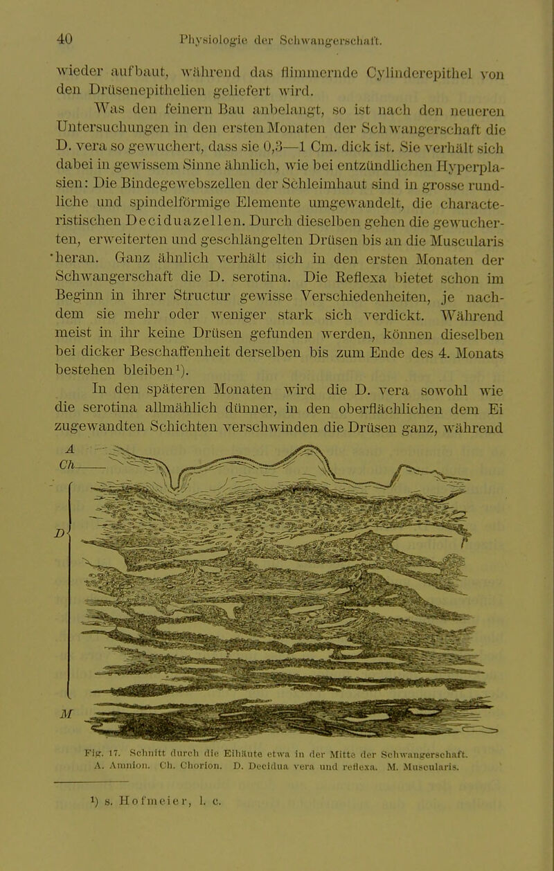 wieder aufbaut, Avilhrend das flimmcrnde Cylinderepithel yon den Driisenepithelien geliefert wird. Was den feinern Ban anbelangt, so ist nacli den neueren Untersuchungen in den ersten Monatcn der 8ch wangerschaft die D. vera so gewuchert, dass sie 0,3—1 Cm. dick ist. 8ie verhalt sich dabei in gewissem Sinne ahnlich, wie bei entzUndlichen Hyperpla- sien: Die Bindegewebszellen der Schleimhaut sind in gTosse rund- liche und spindelformige Elemente umgewandelt, die characte- ristischen Deciduazellen. Durcli dieselben gehen die gewucher- ten, erweiterten und geschlangelten DrUsen bis an die Muscularis ■heran. Ganz ahnlich verlialt sicli in den ersten Monaten der Schwangerschaft die D. serotina. Die Reflexa bietet schon im Beginn in ihrer Structur gewisse Verschiedenlieiten, je nach- dem sie melir oder weniger stark sich verdickt. Wahrend meist in ihr keine DrUsen gefunden werden, komien dieselben bei dicker Beschaffenheit derselben bis zum Ende des 4. Monats bestehen bleiben^). In den spateren Monaten wird die D. vera sowohl wie die serotina allmahlicli dunner, in den oberflaclilichen dem Ei ziigewandteil Scliicliten verschwinden die Drusen ganz, willirend Fig. 17. Schiiitt (lurch dUi Eihilute ctwa in der Mitte der Selnvaiijrerschaft. A. Amnion. Ch. Chorion. D. Decidua vera und reflexa. M. Muscularis. 1) s. Hol'ineier, 1. c.