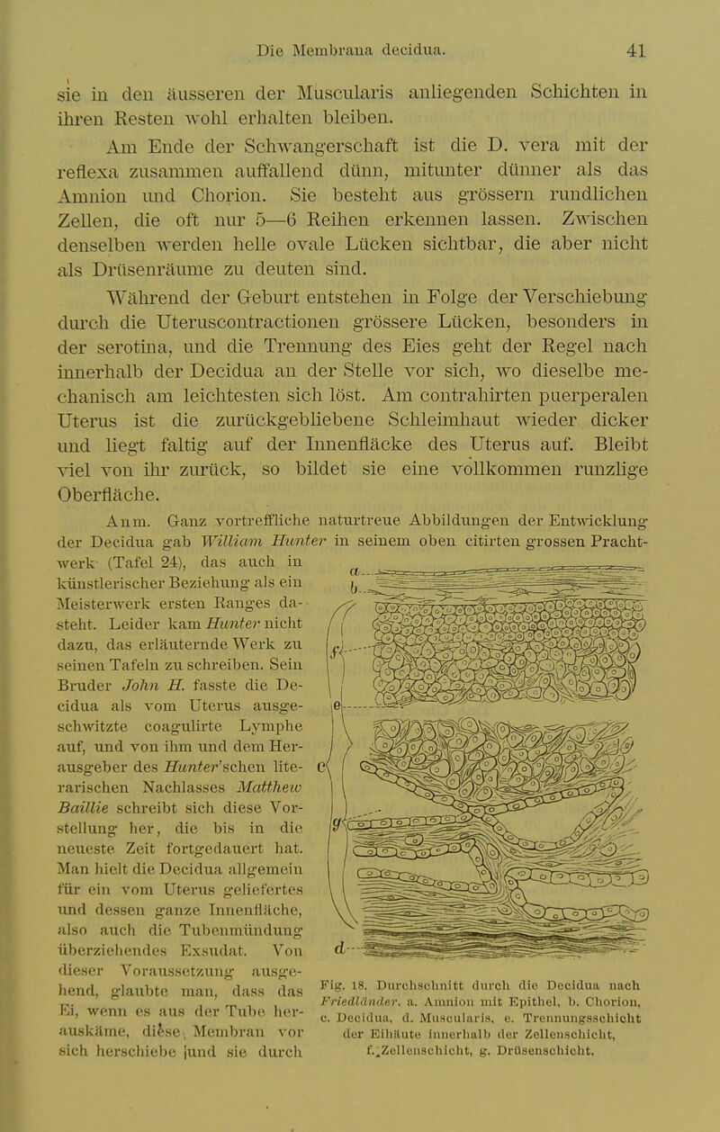 sie in den ausseren der Muscularis anliegenden Schichten in ihren Resteu wohl erhalten bleiben. Am Ende der Schwangerschaft ist die D. vera mit der reflexa zusammen auffalleud dunn, mitunter dtinner als das Amnion und Chorion. Sie bestelit aus grossern rundliclien Zellen, die oft nur 5—6 Reilien erkennen lassen. Zwischen denselben werden lielle ovale Liicken siclitbar, die aber nicht ills Drilsenraume zu deuten sind. Wahrend der Geburt entstehen in Folge der Verschiebuug dm-ch die Uteruscontractionen grossere Liicken, besonders in der serotina, und die Trennung des Eies geht der Kegel nach innerhalb der Decidua an der Stelle vor sich, wo dieselbe me- chanisch am leichtesten sicli lost. Am contrahirten puerperalen Uterus ist die zuriickgebliebene Schleimliaut wieder dicker und liegt faltig auf der Innenflacke des Uterus auf. Bleibt viel von ilir zuriick, so bildet sie eine vollkommen runzlige Oberflache. Anm. Ganz vortreffliche naturtreue Abbildungen der EntAvicklung' der Decidua gab William Hunter in seinem oben citirteu grossen Pracht- Averk (Tafel 24), das aiich in kiinstlerischer Beziehimg als ein i\Ieisterwerk ersten Eanges da- steht. Leider kam fZimfe?'nicht dazn, das erlatiternde Werk zu seinen Tafeln zu schreiben. Sein Briider John H. fasste die De- cidua als vom Uterus ausge- schwltzte coagtilirte Lymphe auf, und von ihm und dem Her- ausgeber des iZim^er'schen lite- rarischen Nachlasses Mattlieiv Baillie schreibt sich diese Vor- stellung her, die bis in die neueste Zeit fortgedauert hat. Man hielt die Decidua allgemein fiir ein vom Uterus geliefertes und dessen ganze Innenflache, also auch die Tubenmiindung' iiberziehendes Exsudat. Von dieser Voraussetzung ausge- hend, glaubte man, dass das Ei, wenn es aus der Tube lier- auskame, diise-, Menibrau vor sich herschiebe jund sie durch Fig. 18. Durchsclinitt durch die Decidua nach Friedlander. a. Amnion uiit Epitliel, b. Choi'ion, c. Decidua, d. Muscularis, e. Trennungsschicht der Eihilute innerlialb der Zellenschicht, f.^Zelleuschicht, g. Drilsenschicht.