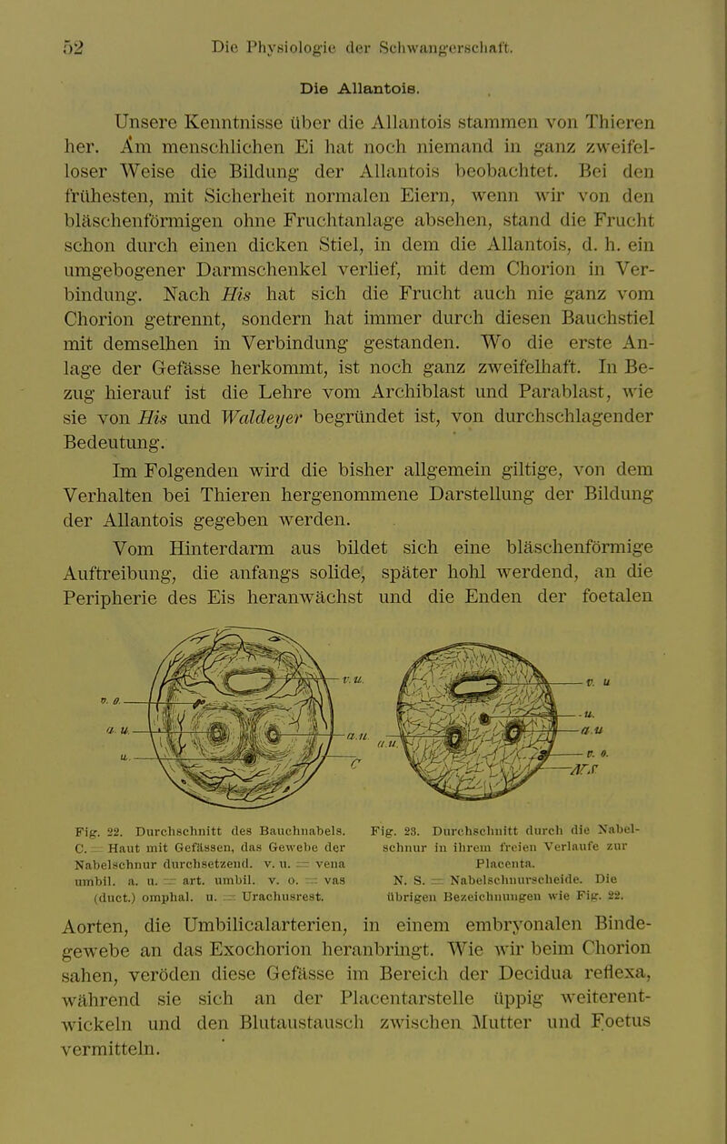 Die AllantoiB. Unsere Kenntnisse iiber die Allantois stamraen von Thieren her. Am menschlichen Ei hat noch niemand in ganz zweifel- loser Weise die Bildimg der Allantois beobachtet. Bei den friihesten, mit Sicherheit normalen Eiern, wenn wir von den blaschenformigen ohne Fruchtanlage absehen, stand die Frucht schon diirch einen dicken Stiel, in dem die Allantois, d. h. ein umgebogener Darmschenkel verlief, mit dem Chorion in Ver- bindiing-. Nach His hat sich die Frucht auch nie ganz vom Chorion getrennt, sondern hat immer durch diesen Bauchstiel mit demselhen in Verbindimg gestanden. Wo die erste An- lage der Gefasse herkommt, ist noch ganz zweifeliiaft. In Be- ziig liierauf ist die Lehre vom Archiblast und Parablast, wie sie von His und Waldeyer begriindet ist, von durchschlagender Bedeutung. Im Folgenden wird die bisher allgemein giltige, von dem Verhalten bei Thieren hergenommene Darstellung der Bildung der Allantois gegeben werden. Vom Hinterdarm aus bildet sich eine blaschenformige Auftreibung, die anfangs solide, spater hohl M^erdend, an die Peripherie des Eis heranwachst und die Enden der foetalen Fig. 22. Durchschnitt des Bauchiiabels. Fig. 23. Durchsclniitt (lurch die Nabel- 0. ^ Haut mit Gefilssen, das Gewebe der schnur in ihrem froien Verlaufe zur Nabelschnur durchsetzeiid. v. u. = vena Placenta, nmbil. a. u. r- art. umbil. v. o. — vas N. S. z= Nabelschnursclieide. Die (duct.) omphal. u. Urachusrest. tibrigen Bezeichnungen wie Fig. 22. Aorten, die Umbilicalarterien, in einem embryonalen Binde- gewebe an das Exochorion heranbringt. Wie wir beim Chorion sahen, veroden diese Gefasse im Bereich der Decidua reflexa, wahrend sie sich an der Placentarstelle uppig weiterent- wickeln und den Blutaustausch zwischen Mutter und Foetus vermitteln.