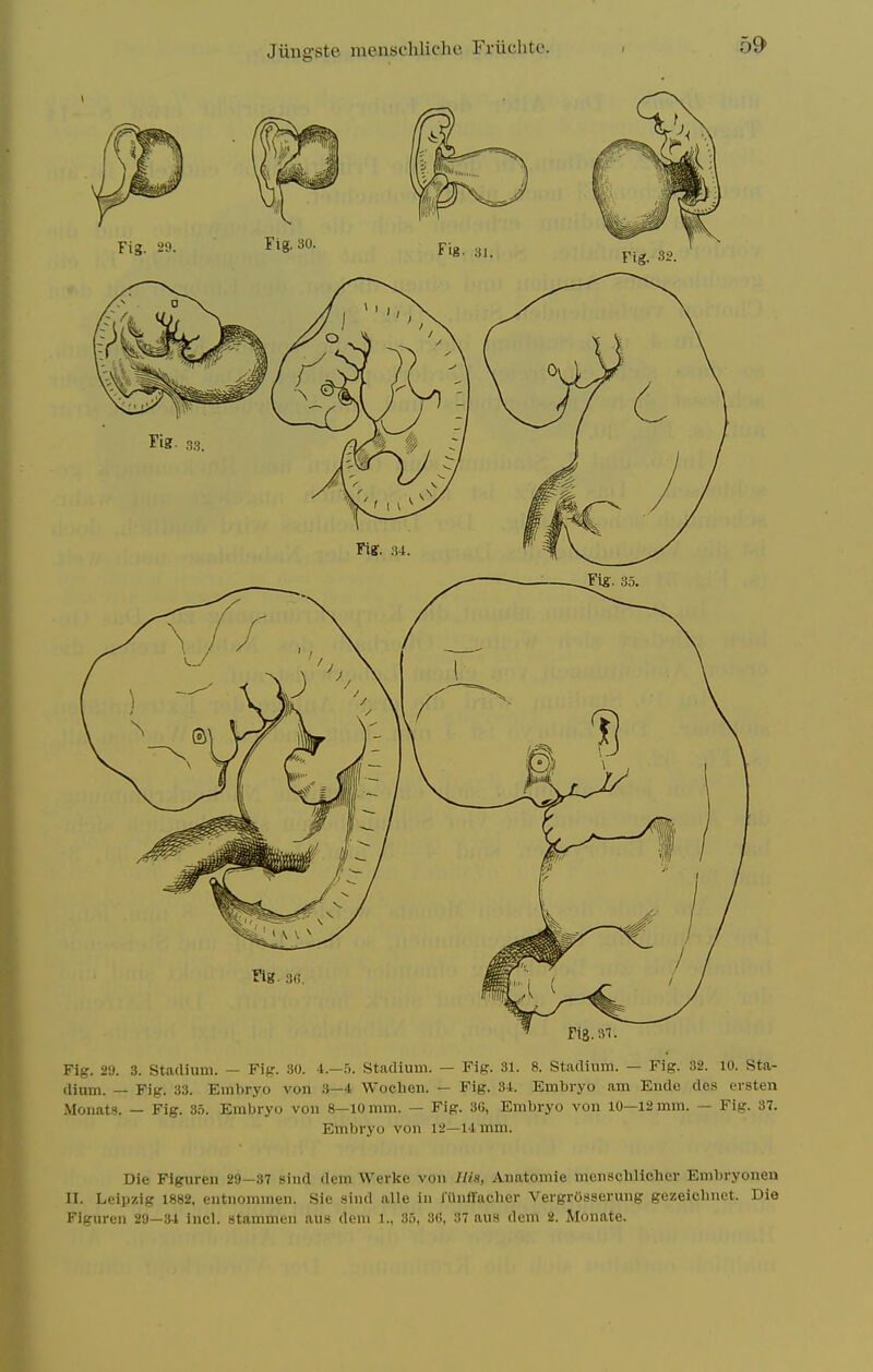 Jiiiig-ste menschliche Friichtc. Fig. 29. 3. Stadium. — Fig. 30. 4.—5. Stadium. — Fig. 31. 8. Stadium. — Fig. 32. 10. Sta- dium. — Fig. 33. Embryo von 3—4 Woclien. — Fig. Si. Embryo am Eudo des ersten .Vloiiatfj. — Fig. 35. Embryo von 8—10 mm. — Fig. 86, Embryo von 10—12 mm. — Fig. 37. Embryo von 12—1-1 mm. Die Figuren 29—87 sind dem Werkc vou Itis, Aimtomie mensclillcher Embryonen n. Leipzig 1882, entiiommen. Sie sind alle in lUniracber VergrCsserung gezeiclniet. Die Figuren 29—34 incl. stammen au.s dem 1., 85, 36, 37 aus dem 2. Monate.