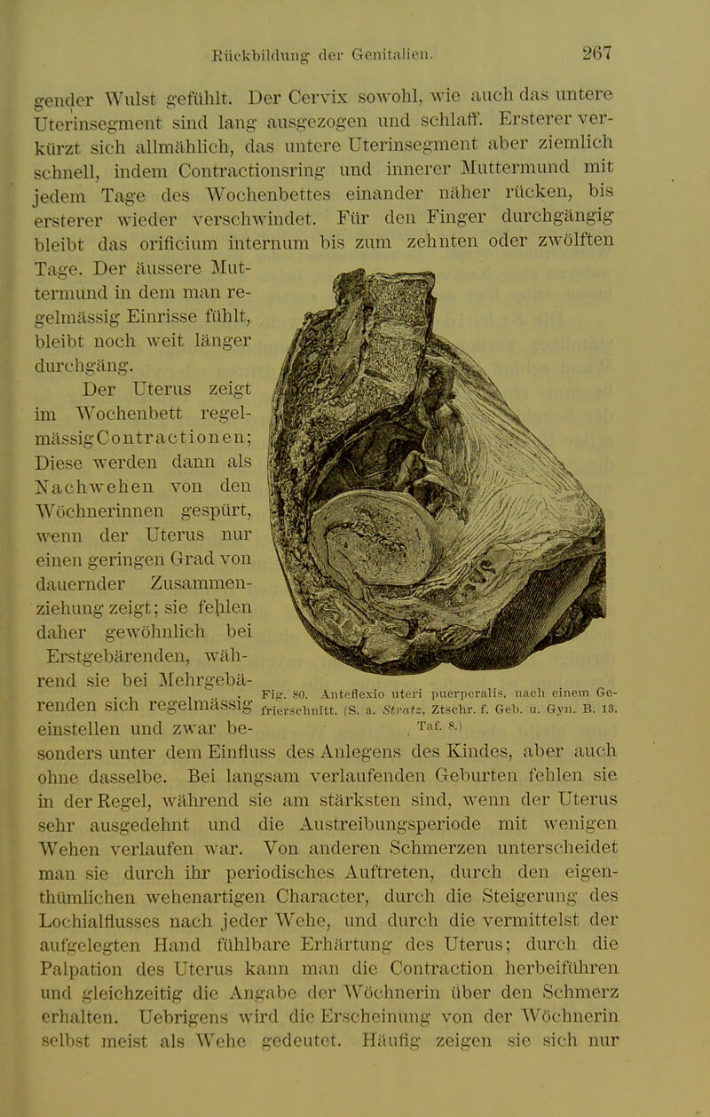 gender Wulst gefiihlt. Der Cervix sowolil, wie auch das untere Uterinsegment sind lang aiisgezogen imd .schlaff. Erstererver- kilrzt sich allnicnhlich, das untere Uterinsegment aber ziemlich schnell, indem Contractionsring und innerer Muttermund mit jedem Tage des Wochenbettes einander naher riicken, bis ersterer wieder verschwindet. Fitr den Finger durchgangig bleibt das orificium internum bis zum zehnten oder zwolften Tage. Der aussere Mut- termund in dera man re- gelmiissig Einrisse fiihlt, bleibt noch weit langer durchgang. Der Uterus zeigt im Wochenbett regel- massigContractionen; Diese werden dann als Nachwehen von den Wochnerinnen gespiirt, w-enn der Uterus nur einen geringen Grad von dauernder Zusammen- ziehmig zeigt; sie fejilen daher gewohnlich bei Erstgebarenden, wah- rend sie bei Mehrgeba- . Fip. 80. Aiiteflexio uteri inierperalis, ii.ich einem Ge- renden SlCh regelmaSSlg Merschnitt. (S. a. SM, Ztschr. f. Gel.. u. Gyn. B. 13. einstellen und zwar be- . Taf. s ) senders unter dem Einfiuss des Anlegens des Kindes, aber aucli olme dasselbe. Bei langsam verlaufenden Geburten feblen sie in der Kegel, wahrend sie am starksten sind, wenn der Uterus sehr ausgedehnt und die Austreibungsperiode mit wenigen Wehen verlaufen war. Von anderen Schmerzen unterscheidet man sie durch ihr periodisches Auftreten, durch den eigen- thiimlichen wehenartigen Character, durch die Steigerung des Lochialflusses nach jeder Wehe, und durch die vermittelst der aufgelegten Hand fiihlbare Erhartung des Uterus; durch die Palpation des Uterus kann man die Contraction herbeifuhren und gleichzeitig die Angabe der Wochnerin ilber den Schmerz erhalten. Uebrigens wird die Erscheinung von der Wochnerin selbst meist als Wehe gedeutet. HiUifig zeigen sie sich nur