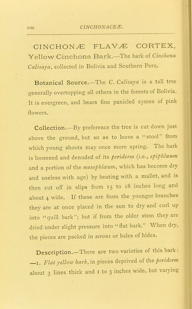 CINCHONA FLAVyE CORTEX, Yellow Cinchona Bark.—The bark of Cinchona Calisaya, collected in Bolivia and Southern Peru. Botanical Source.—The C. Calisaya is a tall tree generally overtopping all others in the forests of Bolivia. It is evergreen, and bears fine panicled cymes of pink flowers. Collection.—By preference the tree is cut down just above the ground, but so as to leave a stool from which young shoots may once more spring. The bark is loosened and denuded of its periderm (i.e., epiphloeum and a portion of the mesophlcewn, which has become dry and useless with age) by beating with a mallet, and is then cut off in slips from 15 to 18 inches long and about 4 wide. If these are from the younger branches they are at once placed in the sun to dry and curl up into quill bark; but if from the older stem they are dried under slight pressure into flat bark. When dry, the pieces are packed in serons or bales of hides. Description.—There are two varieties of this bark: —1. Flat yellow bark, in pieces deprived of the periderm about 3 lines thick and 1 to 3 inches wide, but varying