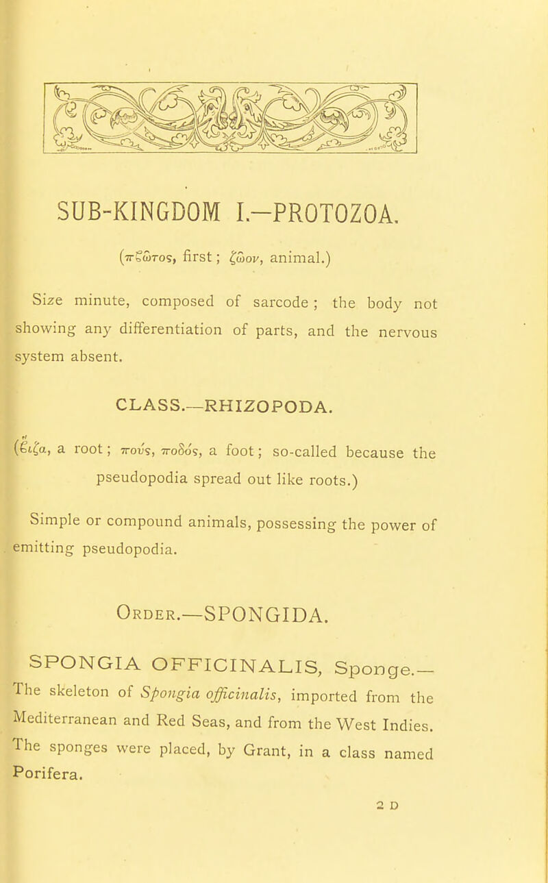 SUB-KINGDOM I.-PROTOZOA. (7r£a)Tos, first; £u>ov, animal.) Size minute, composed of sarcode ; the body not showing any differentiation of parts, and the nervous system absent. CLASS.—RHIZOPODA. 1/ i |6i£a, a root; ttovs, 7roSo?, a foot; so-called because the pseudopodia spread out like roots.) Simple or compound animals, possessing the power of emitting pseudopodia. Order.—SPONGIDA. SPONGIA OFFICINALIS, Sponge.- The skeleton of Spongia officinalis, imported from the Mediterranean and Red Seas, and from the West Indies. The sponges were placed, by Grant, in a class named Porifera. 2 D