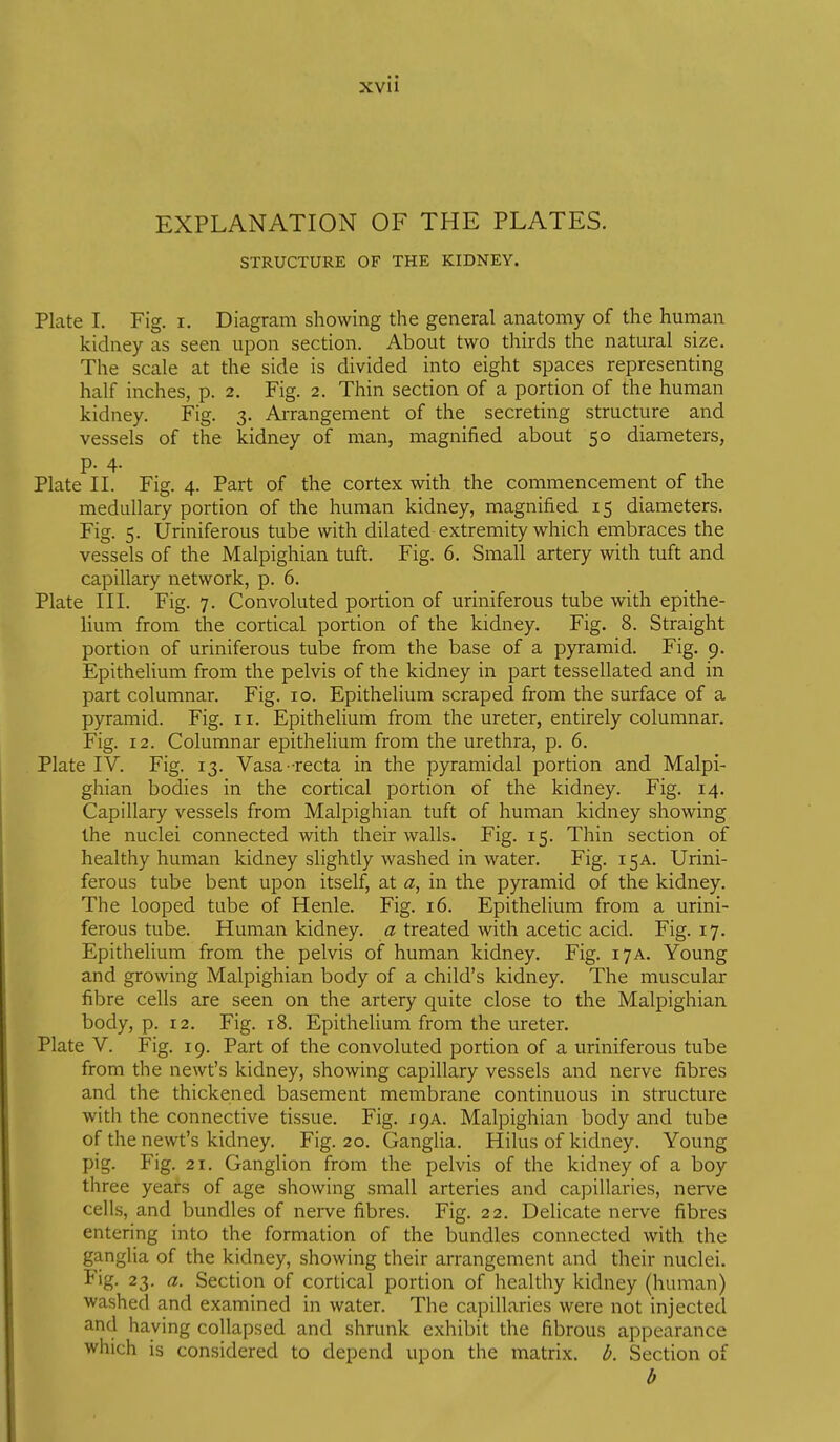 EXPLANATION OF THE PLATES. STRUCTURE OF THE KIDNEY. Plate I. Fig. i. Diagram showing the general anatomy of the human kidney as seen upon section. About two thirds the natural size. The scale at the side is divided into eight spaces representing half inches, p. 2. Fig. 2. Thin section of a portion of the human kidney. Fig. 3. Arrangement of the secreting structure and vessels of the kidney of man, magnified about 50 diameters, p. 4. Plate II. Fig. 4. Part of the cortex with the commencement of the medullary portion of the human kidney, magnified 15 diameters. Fig. 5. Uriniferous tube with dilated extremity which embraces the vessels of the Malpighian tuft. Fig. 6. Small artery with tuft and capillary network, p. 6. Plate III. Fig. 7. Convoluted portion of uriniferous tube with epithe- lium from the cortical portion of the kidney. Fig. 8. Straight portion of uriniferous tube from the base of a pyramid. Fig. 9. Epithehum from the pelvis of the kidney in part tessellated and in part columnar. Fig. 10. Epithelium scraped from the surface of a pyramid. Fig. 11. Epithelium from the ureter, entirely columnar. Fig. 12. Columnar epithelium from the urethra, p. 6. Plate IV. Fig. 13. Vasa-recta in the pyramidal portion and Malpi- ghian bodies in the cortical portion of the kidney. Fig. 14. Capillary vessels from Malpighian tuft of human kidney showing the nuclei connected with their walls. Fig. 15. Thin section of healthy human kidney slightly washed in water. Fig. 15a. Urini- ferous tube bent upon itself, at a, in the pyramid of the kidney. The looped tube of Henle. Fig. 16. Epithelium from a urini- ferous tube. Human kidney, a treated with acetic acid. Fig. 17. Epithelium from the pelvis of human kidney. Fig. 17a. Young and growing Malpighian body of a child's kidney. The muscular fibre cells are seen on the artery quite close to the Malpighian body, p. 12. Fig. 18. Epithelium from the ureter. Plate V. Fig. 19. Part of the convoluted portion of a uriniferous tube from the newt's kidney, showing capillary vessels and nerve fibres and the thickened basement membrane continuous in structure with the connective tissue. Fig. 19A. Malpighian body and tube of the newt's kidney. Fig. 20. Ganglia. Hilus of kidney. Young pig. Fig. 21. Ganglion from the pelvis of the kidney of a boy three years of age showing small arteries and capillaries, nerve cells, and bundles of nerve fibres. Fig. 22. DeUcate nerve fibres entering into the formation of the bundles connected with the ganglia of the kidney, showing their arrangement and their nuclei. Fig. 23. a. Section of cortical portion of healthy kidney (human) washed and examined in water. The capillaries were not injected and haying collapsed and shrunk exhibit the fibrous appearance which is considered to depend upon the matrix, b. Section of b