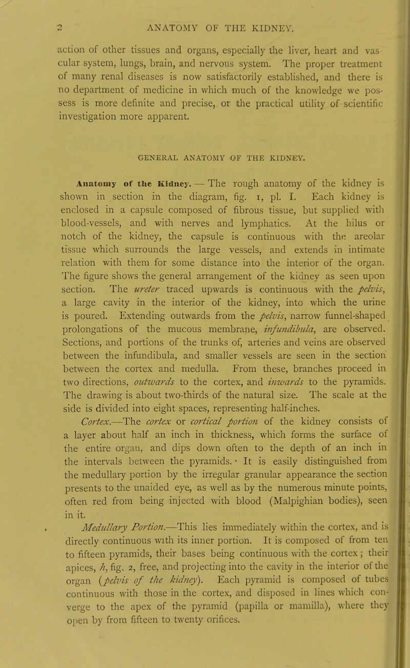 action of other tissues and organs, especially the liver, heart and vas cular system, lungs, brain, and nervous system. The proper treatment of many renal diseases is now satisfactorily established, and there is no department of medicine in which much of the knowledge we pos- sess is more definite and precise, or the practical utility of scientific investigation more apparent. GENERAL ANATOMY ■OF THE KIDNEY. Anatomy of the Kidney. — The rough anatomy of the kidney is shown in section in the diagram, fig. i, pi. I. Each kidney is enclosed in a capsule composed of fibrous tissue, but supplied with blood-vessels, and with nerves and lymphatics. At the hilus or notch of the kidney, the capsule is continuous with the areolar tissue which surrounds the large vessels, and extends in intimate relation with them for some distance into the interior of the organ. The figure shows the general arrangement of the kidney as seen upon section. The ureter traced upwards is continuous with the pelvis, a large cavity in the interior of the kidney, into which the urine is poured. Extending outwards from the pelvis, nan^ow funnel-shaped prolongations of the mucous membrane, infundibula, are obsen^ed. Sections, and portions of the trunks of, arteries and veins are observed between the infundibula, and smaller vessels are seen in the section between the cortex and medulla. From these, branches proceed in two directions, outwards to the cortex, and inwards to the pyramids. The drawing is about two-thirds of the natural size. The scale at the side is divided into eight spaces, representing half-inches. Cortex.—The cortex or cortical portioji of the kidney consists of a layer about half an inch in thickness, which forms the surface of the entire organ, and dips down often to the depth of an inch in the intervals between the pyramids. • It is easily distinguished from the medullaiy portion by the irregular granular appearance the section presents to the unaided eye, as well as by the numerous minute points, often red from being injected with blood (Malpighian bodies), seen in it. Medullary Portion.—This lies immediately \vithin the cortex, and is directly continuous with its inner portion. It is composed of from ten to fifteen pyramids, their bases being continuous Avith the cortex; their apices, /z, fig. 2, free, and projecting into the cavity in the interior of the organ {pelvis of the kidney). Each pyramid is composed of tubes continuous with those in the cortex, and disposed in lines which con- verge to the apex of the pyramid (papilla or mamilla), where they open by from fifteen to twenty orifices.