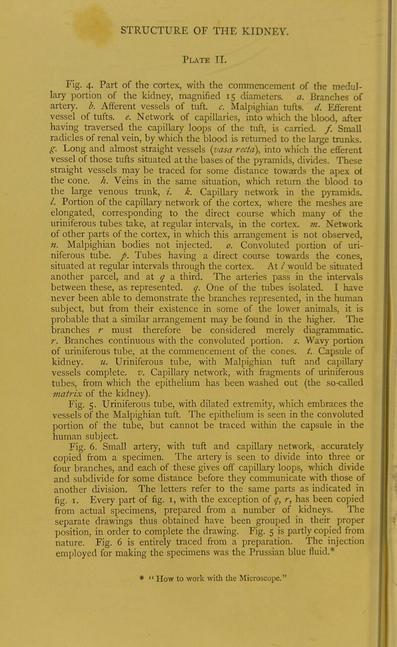 Plate TI. Fig. 4. Part of the cortex, witli the commencement of the medul- lary portion of the kidney, magnified 15 diameters, a. Branches of artery, b. Afferent vessels of tuft. c. Malpighian tufts, d. Efferent vessel of tufts, e. Network of capillaries, into which the blood, after having traversed the capillary loops of the tuft, is carried. /, Small radicles of renal vein, by which the blood is returned to the large trunks. g. Long and almost straight vessels {vasa recta), into which the efferent vessel of those tufts situated at the bases of the pyramids, divides. These straight vessels may be traced for some distance towards the apex ot the cone. h. Veins in the same situation, which return the blood to the large venous trunk, i. k. Capillary network in the pyramids. /. Portion of the capillary network of the cortex, where the meshes are elongated, corresponding to the direct course which many of the uriniferous tubes take, at regular intervals, in the cortex, m. Network of other parts of the cortex, in which this arrangement is not observed, n. Malpighian bodies not injected. 0. Convoluted portion of uri- niferous tube, p. Tubes having a direct course towards the cones, situated at regular intervals through the cortex. At / would be situated another parcel, and at ^ a third. The arteries pass in the intervals between these, as represented, q. One of the tubes isolated. I have never been able to demonstrate the branches represented, in the human subject, but from their existence in some of the lower animals, it is probable that a similar arrangement may be found in the higher. The branches r must therefore be considered merely diagrammatic. r. Branches continuous with the convoluted portion, s. Wavy portion of uriniferous tube, at the commencement of the cones. /. Capsule of kidney. u. Uriniferous tube, with Malpighian tuft and capillary vessels complete, v. Capillary network, with fragments of uriniferous tubes, from which the epithelium has been washed out {the so-called matrix of the kidney). Fig. 5. Uriniferous tube, with dilated extremity, which embraces the vessels of the Malpighian tuft. The epithelium is seen in the convoluted portion of the tube, but cannot be traced within the capsule in the human subject. Fig. 6. Small artery, with tuft and capillary netM-^ork, accurately copied firom a specimen. The artery is seen to divide into three or four branches, and each of these gives off capillary loops, which divide and subdivide for some distance before they communicate with those of another division. The letters refer to the same parts as indicated in fig. I. Every part of fig. i, with the exception of q, r, has been copied from actual specimens, prepared from a number of kidneys. The separate drawings thus obtained have been grouped in their proper position, in order to complete the drawing. Fig. 5 is partly copied from nature. Fig. 6 is entirely traced from a preparation. The injection employed for making the specimens was the Prussian blue fluid.* *  How to work with tlie Microscope.
