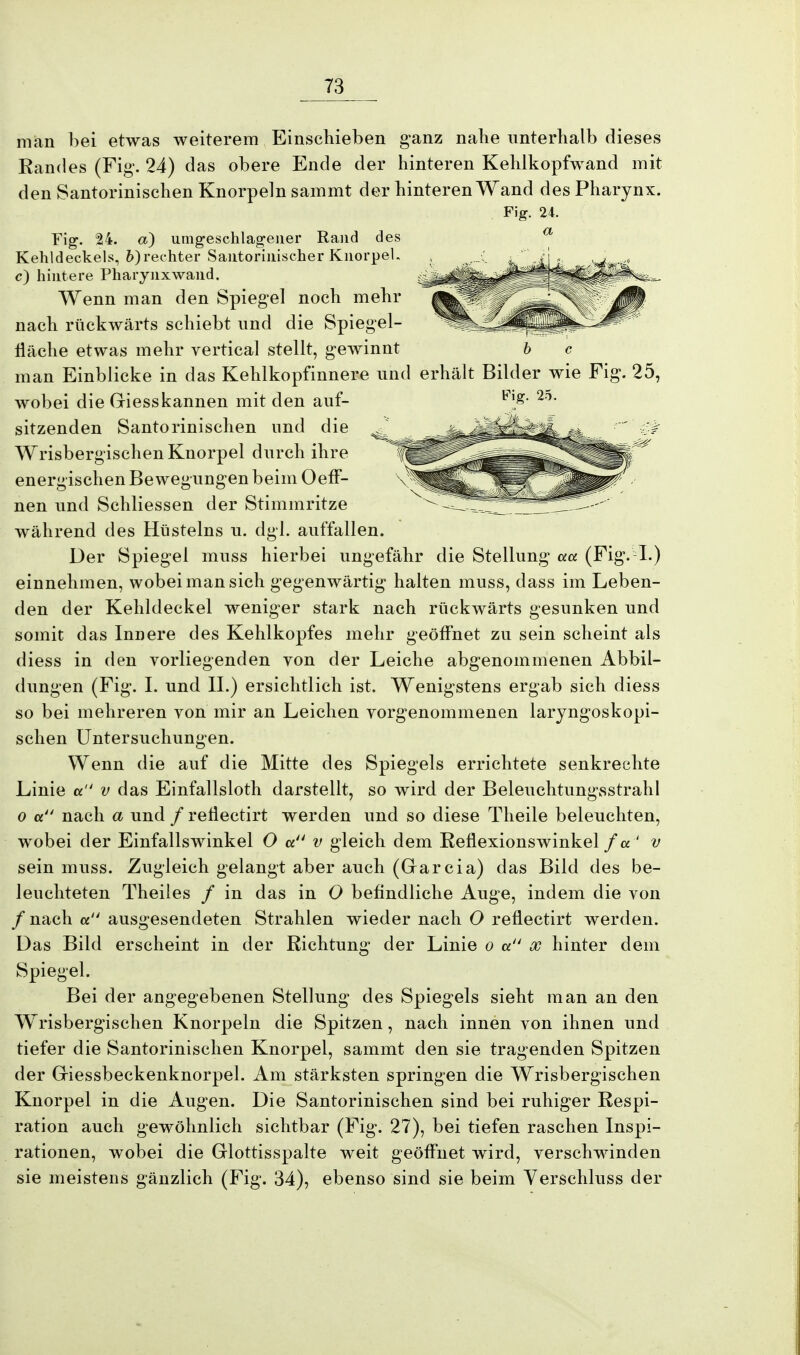 man bei etwas weiterem Einschieben ganz nahe unterhalb dieses Randes (Fig. 24) das obere Ende der hinteren Kehlkopfwand mit den Santorinischen Knorpeln sammt der hinteren Wand des Pharynx. Fig. 24. a) umgeschlagener Rand des Kehldeckels, 6)rechter Santoriuischer Knorpel, c) hintere Pharynxwand. Wenn man den Spiegel noch mehr nach rückwärts schiebt und die Spiegel- fläche etwas mehr vertical stellt, gewinnt man Einblicke in das Kehlkopfinnere und erhält Bilder wie Fig. 25, wobei die Griesskannen mit den auf- sitzenden Santorinischen und die Wrisbergischen Knorpel durch ihre energischen Bewegungen beim OefF- nen und Schliessen der Stimmritze während des Hüsteins u. dgl. auffallen. Der Spiegel muss hierbei ungefähr die Stellung aa (Fig. I.) einnehmen, wobei man sich gegenwärtig halten muss, dass im Leben- den der Kehldeckel weniger stark nach rückwärts gesunken und somit das Innere des Kehlkopfes mehr geöffnet zu sein scheint als diess in den vorliegenden von der Leiche abgenommenen Abbil- dungen (Fig. I. und II.) ersichtlich ist. Wenigstens ergab sich diess so bei mehreren von mir an Leichen vorgenommenen laryngoskopi- schen Untersuchungen. Wenn die auf die Mitte des Spiegels errichtete senkrechte Linie a v das Einfallsloth darstellt, so wird der Beleuchtungsstrahl o et nach a und / reflectirt werden und so diese Theile beleuchten, wobei der Einfallswinkel O a v gleich dem Reflexionswinkel f a ' v sein muss. Zugleich gelangt aber auch (Garcia) das Bild des be- leuchteten Theiles / in das in O befindliche Auge, indem die von / nach a ausgesendeten Strahlen wieder nach O reflectirt werden. Das Bild erscheint in der Richtung der Linie o a x hinter dem Spiegel. Bei der angegebenen Stellung des Spiegels sieht man an den Wrisbergischen Knorpeln die Spitzen, nach innen von ihnen und tiefer die Santorinischen Knorpel, sammt den sie tragenden Spitzen der Griessbeckenknorpel. Am stärksten springen die Wrisbergischen Knorpel in die Augen. Die Santorinischen sind bei ruhiger Respi- ration auch gewöhnlich sichtbar (Fig. 27), bei tiefen raschen Inspi- rationen, wobei die Grlottisspalte weit geöffnet wird, verschwinden sie meistens gänzlich (Fig. 34), ebenso sind sie beim Verschluss der Fig. 24. a