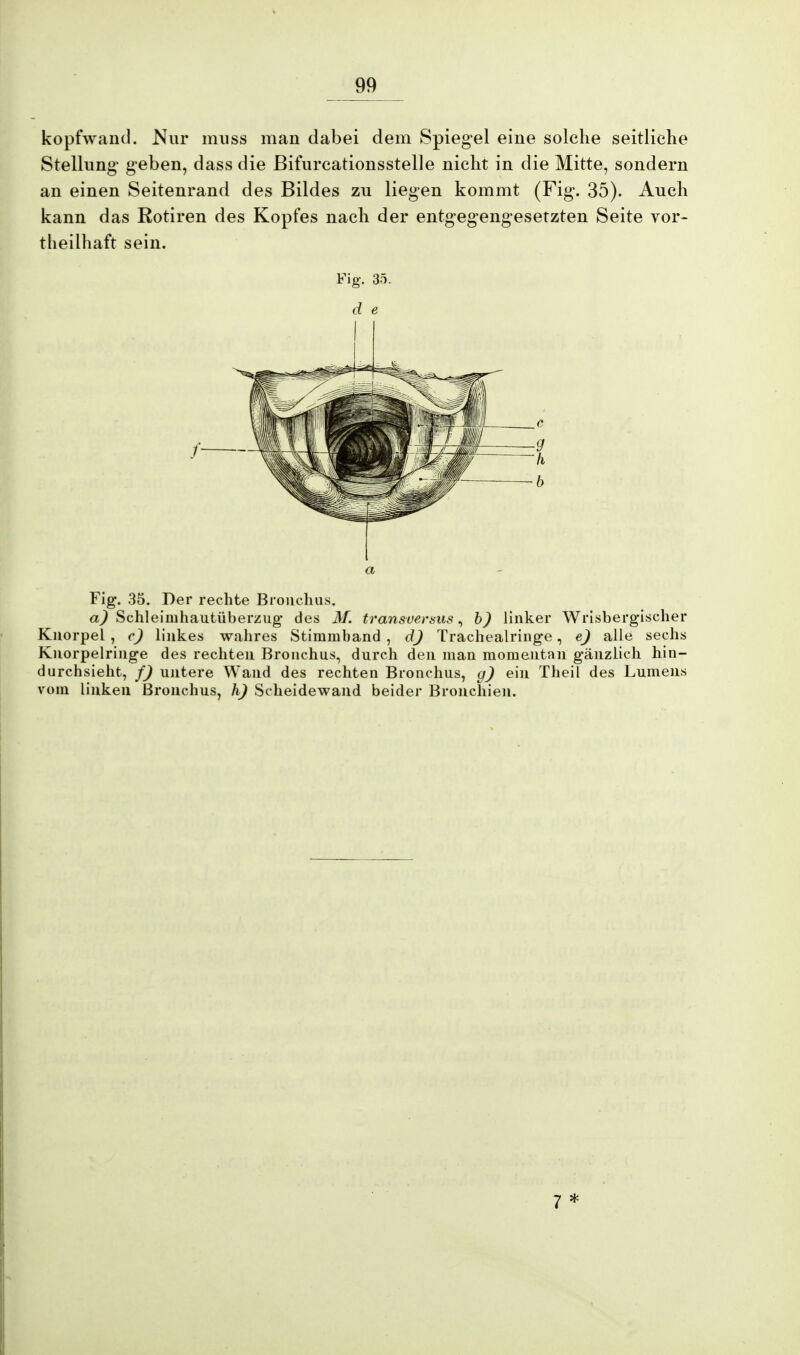 kopfwand. Nur muss man dabei dem Spiegel eine solche seitliche Stellung1 geben, dass die ßifurcationsstelle nicht in die Mitte, sondern an einen Seitenrand des Bildes zu liegen kommt (Fig. 35). Auch kann das Rotiren des Kopfes nach der entgegengesetzten Seite vor- theilhaft sein. Fig. 35. d e a Fig. 35. Der rechte Bronchus. a) Schleiinhautüberzug des M. transuersus, b) linker Wrisbergischer Knorpel, c) linkes wahres Stimmband , d) Tracheairinge, e) alle sechs Knorpelringe des rechten Bronchus, durch den man momentan gänzlich hin- durchsieht, f) untere Wand des rechten Bronchus, g) ein Theil des Lumens vom linken Bronchus, h) Scheidewand beider Bronchien.