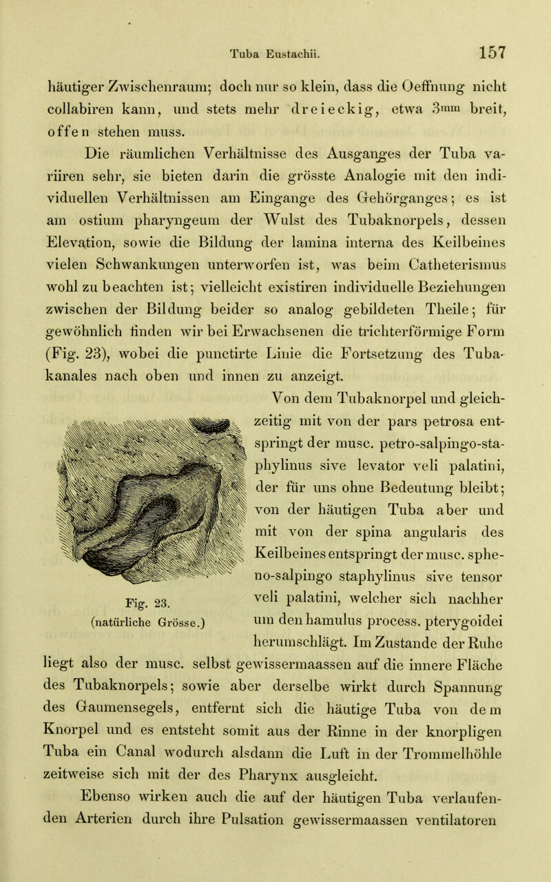 häutiger Zwischenraum; doch nur so klein^ dass die Oeffnung nicht collabiren kann, und stets mehr dreieckig, etwa 3mm breit, offen stehen muss. Die räumlichen Verhältnisse des Ausganges der Tuba va- riiren sehr, sie bieten darin die grösste Analogie mit den indi- viduellen Verhältnissen am Eingange des Gehörganges; es ist am ostium pharyngeura der Wulst des Tubaknorpels, dessen Elevation, sowie die Bildung der lamina interna des Keilbeines vielen Schwankungen unterworfen ist, was beim Catheterismus wohl zu beachten ist; vielleicht existiren individuelle Beziehungen zwischen der Bildung beider so analog gebildeten Theile; für gewöhnlich finden wir bei Erwachsenen die trichterförmige Form (Fig. 23), wobei die punctirte Linie die Fortsetzung des Tuba- kanales nach oben und innen zu anzeigt. Von dem Tubaknorpel und gleich- zeitig mit von der pars petrosa ent- springt der musc. petro-salpingo-sta- phylinus sive levator veli palatini, der für uns ohne Bedeutung bleibt; von der häutigen Tuba aber und mit von der spina angularis des Keilbeines entspringt der musc. sphe- no-salpingo staphylinus sive tensor veli palatini, welcher sich nachher um denhamulus process. pterygoidei herumschlägt. Im Zustande der Ruhe liegt also der musc. selbst gewissermaassen auf die innere Fläche des Tubaknorpels; sowie aber derselbe wirkt durch Spannung des Graumensegels, entfernt sich die häutige Tuba von dem Knorpel und es entsteht somit aus der Rinne in der knorpligen Tuba ein Canal wodurch alsdann die Luft in der Trommelhöhle zeitweise sich mit der des Pharynx ausgleicht. Ebenso wirken auch die auf der häutigen Tuba verlaufen- den Arterien durch ihre Pulsation gewissermaassen Ventilatoren Fig. 23. (natürliche Grosse.)