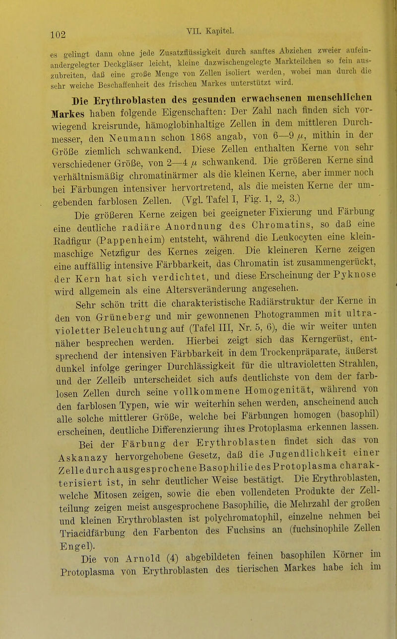 es ^-elingt dann ohne jede Zusatzflüssigkeit durch sanftes Abziehen zweier aufein- andergelegter Deckgläser leicht, kleine dazwischengelegte Markteilchen so fein aus- zubreiten, daß eine große Menge von Zellen isoliert werden, wobei man durch die sehr weiche Beschaffenheit des frischen Markes unterstützt wird. Die Erythroblasten des gesunden erwachsenen menschlichen Markes haben folgende Eigenschaften: Der Zahl nach finden sich vor- wiegend la-eisrunde, hämoglobinhaltige Zellen in dem mittleren Durch- messer, den Neumann schon 1868 angab, von 6—9 ^, mithin in der Größe ziemlich schwankend. Diese Zellen enthalten Kerne von sehr verschiedener Größe, von 2—4 schwankend. Die größeren Kerne sind verhältnismäßig chromatinärmer als die kleinen Kerne, aber immer noch bei Färbungen intensiver hervortretend, als die meisten Kerne der um- gebenden farblosen Zellen. (Vgl. Tafel I, Fig. 1, 2, 3.) Die größeren Kerne zeigen bei geeigneter Fixierung und Färbung eine deutliche radiäre Anordnung des Chromatins, so daß eine Eadfigur (Pappenheim) entsteht, während die Leukocyten eine klein- maschige Netzfigur des Kernes zeigen. Die kleineren Kerne zeigen eine auffälüg intensive Färbbarkeit, das Chromatin ist zusammengerückt, der Kern hat sich verdichtet, und diese Erscheinung der Pyknose wird allgemein als eine Altersveränderung angesehen. Sehr schön tritt die charakteristische Radiärstruktui^ der Kerne in den von Grüneberg und mir gewonnenen Photogrammen mit ultra- violetter Beleuchtung auf (Tafel III, Nr. 5, 6), die wir weiter unten näher besprechen werden. Hierbei zeigl sich das Kerngerüst, ent- sprechend der intensiven Färbbarkeit in dem Trockenpräparate, äußerst dunkel infolge geringer Durchlässigkeit für die ultravioletten Strahlen, und der Zelleib unterscheidet sich aufs deutlichste von dem der farb- losen ZeUen durch seine vollkommene Homogenität, während von den farblosen Typen, wie wii^ weiterhin sehen werden, anscheinend auch alle solche mittlerer Größe, welche bei Färbungen homogen (basophü) erscheinen, deutliche Differenzierung ihies Protoplasma erkennen lassen. Bei der Färbung der Erythroblasten findet sich das von Askanazy hervorgehobene Gesetz, daß die Jugendlichkeit einer Zelle durch ausgesprocheneBasophilie des Protoplasma charak- terisiert ist, in sehr deutlicher Weise bestätigt. Die Erythroblasten, welche Mitosen zeigen, sowie die eben vollendeten Produkte der Zell- teilung zeigen meist ausgesprochene Basophilie, die Mehrzahl der großen und kleinen Erythroblasten ist polychromatophü, einzelne nehmen bei Triacidfärbung den Farbenton des Fuchsins an (fuchsinophile Zellen Engel). Die von Arnold (4) abgebildeten fernen basophüen Körner un Protoplasma von Erythroblasten des tierischen Markes habe ich im