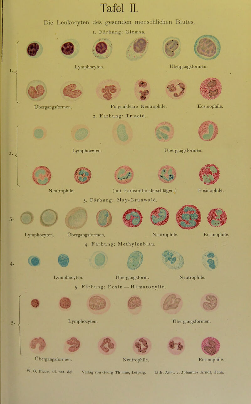 Tafel II. Die Leukocyten des gesunden menschlichen Blutes. I. Färbung: Giernsa. # ® # I. Lymphocyten. Übergangsformen. 1f Übergangsformen. Polynukleäre Neutrophile. 2. Färbung: Triacid. Eosinophile. Lymphocyten. Übergangsformen. Neutrophile. (mit Farbstoffniederschlägen,) 3. Färbung: May-Grünwald. Lymphocyten. Übergangsformen. Neutrophile. 4. Färbung: Methylenblau. (( t Eosinophile. Eosinophile. Lymphocyten. Übergangsform. Neutrophile. 5. Färbung: Eosin — Hämatoxylin. 5- ) Lymphocyten. Übergangsformen. Übergangsformen ♦ ^ O Neutrophile. Eosinophile. Haas«', ad. nat. del. Vorlag von (ioorg Thiome, Ijcipüig. Anst. v. .Inlinnnr» Ainilt, Jona.