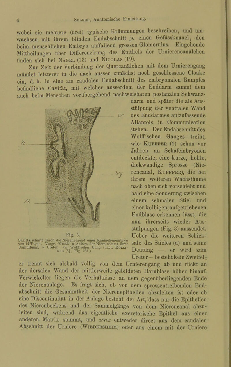 wobei sie mehrere (drei) typische K.rümmuiigen beschreiben, und um¬ wachsen mit ihrem blinden Endabschnitt je einen Gefässknäuel, den beim menschlichen Embryo auffallend grossen Glomeiulus. Eingehende Mittheilungen Uber Differenzirung des Epithels der Urnierencanälchen finden sich bei Nagel (13) und Nicolas (19). Zur Zeit der Verbindung der Quercanälchen mit dem Urnierengang mündet letzterer in die nach aussen zunächst noch geschlossene Cloake ein, d. h. in eine am caudalen Endabschnitt des embryonalen Rumpfes befindliche Cavität, mit welcher ausserdem der Enddarm sammt dem auch beim Menschen vorübergehend nachweisbaren postanalen Schwanz¬ darm und später die als Aus¬ stülpung der ventralen Wand des Enddarmes aufzufassende Allantois in Communication stehen. Der Endabschnitt des Wolff’schen Ganges treibt, wie Kuppper (1) schon vor Jahren an Schafembryonen entdeckte, eine kurze, hohle, dickwandige Sprosse (Nie¬ rencanal, Kuppper), die bei ihrem weiteren Wachsthume nach oben sich vorschiebt und bald eine Sonderung zwischen einem schmalen Stiel und einer kolbigen, aufgetriebenen Endblase erkennen lässt, die nun ihrerseits wieder Aus¬ stülpungen (Fig. 3) aussendet. Fig. 3. lieber die weiteren Schick- Saxittalsclmitt dmoh dio Moreugegeiid eines Kaninchenembryo , j o, • i / \ j . von 14 Tagen. Vergr. GOmal. « Anlage der Niere sammt ihrer Sale deS StieleS (U) Und Seiue UmhiiUnng], ’u Ureter, wg ‘W'olfr’scnor Gang (nach Kölli- -rv o. • i KEit [8], Fig. 281.) Deutung — ■ er wird zum Ureter — besteht kein Zweifel: er trennt sich alsbald völlig von dem Urnierengang ab und rückt an der dorsalen Wand der mittlerweile gebildeten Harnblase höher hinauf. Verwickelter liegen die Verhältnisse an dem gegenüberliegenden Ende der Nierenanlage. Es fragt sich, ob von dem sprossentreibenden End¬ abschnitt die Gesammtheit der Nierenepithelien abzuleiten ist oder ob eine Discontinuität in der Anlage besteht der Art, 'dass nur die Epithelieu des Nierenbeckens und der Sammelgänge von dem Nierencanal abzu¬ leiten sind, während das eigentliche excretorische Epithel aus einer anderen Matrix stammt, und zwar entweder direct aus dem caudalen Abschnitt der Uruiere (Wiedersheim) oder aus einem mit der Urniere