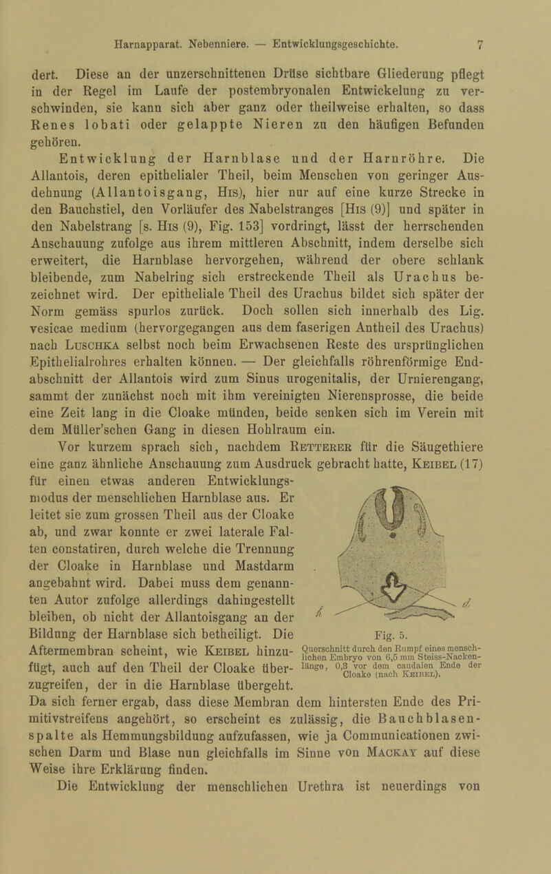 dert. Diese an der unzerschnittenen Drüse sichtbare Gliederung pflegt in der Regel im Laufe der postembryonalen Entwickelung zu ver¬ schwinden, sie kann sich aber ganz oder theilweise erhalten, so dass Renes lobati oder gelappte Nieren zu den häufigen Befunden gehören. Entwicklung der Harnblase und der Harnröhre. Die Allantois, deren epithelialer Theil, beim Menschen von geringer Aus¬ dehnung (Allantoisgang, His), hier nur auf eine kurze Strecke in den Bauchstiel, den Vorläufer des Nabelstranges [His (9)] und später in den Nabelstrang [s. His (9), Fig. 153] vordringt, lässt der herrschenden Anschauung zufolge aus ihrem mittleren Abschnitt, indem derselbe sich erweitert, die Harnblase hervorgehen, während der obere schlank bleibende, zum Nabelring sich erstreckende Theil als Urachus be¬ zeichnet wird. Der epitheliale Theil des Urachus bildet sich später der Norm gemäss spurlos zurück. Doch sollen sich innerhalb des Lig. vesicae medium (hervorgegangen aus dem faserigen Antheil des Urachus) nach Luschka selbst noch beim Erwachsenen Reste des ursprünglichen .Epithelialrohres erhalten können. — Der gleichfalls röhrenförmige End¬ abschnitt der Allantois wird zum Sinus urogenitalis, der Urnierengang, sammt der zunächst noch mit ihm vereinigten Nierensprosse, die beide eine Zeit lang in die Cloake münden, beide senken sich im Verein mit dem Müller’schen Gang in diesen Hohlraum ein. Vor kurzem sprach sich, nachdem Rettbrer für die Säugethiere eine ganz ähnliche Anschauung zum Ausdruck gebracht hatte, Keibel (17) für einen etwas anderen Entwicklungs- niodus der menschlichen Harnblase aus. Er leitet sie zum grossen Theil aus der Cloake ab, und zwar konnte er zwei laterale Fal¬ ten constatiren, durch welche die Trennung der Cloake in Harnblase und Mastdarm angebahnt wird. Dabei muss dem genann¬ ten Autor zufolge allerdings dahingestellt bleiben, ob nicht der Allantoisgang an der Bildung der Harnblase sich betheiligt. Die Aftermembran scheint, wie Keibel hinzu- fügt, auch auf den Theil der Cloake über- Fig. 5. zugreifen, der in die Harnblase übergeht. Da sich ferner ergab, dass diese Membran dem hintersten Ende des Pri¬ mitivstreifens angehört, so erscheint es zulässig, die Bauchblasen¬ spalte als Hemmungsbildung aufzufassen, wie ja Communicationen zwi¬ schen Darm und Blase nun gleichfalls im Sinne von Mackay auf diese Weise ihre Erklärung finden. Die Entwicklung der menschlichen Urethra ist neuerdings von