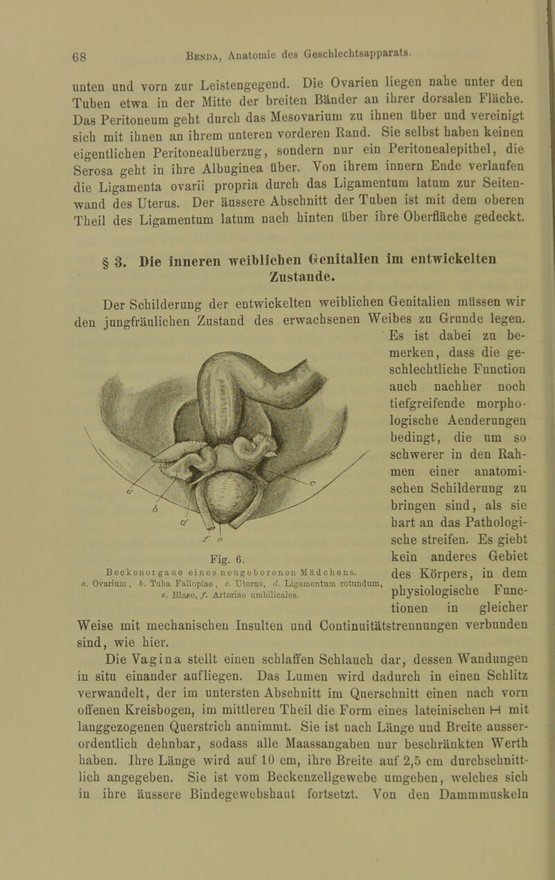 unten und vorn zur Leistengegend. Die Ovarien liegen nahe unter den | Tuben etwa in der Mitte der breiten Bänder an ihrer dorsalen Fläche. f Das Peritoneum geht durch das Mesovarium zu ihnen über und vereinigt sich mit ihnen an ihrem unteren vorderen Rand. Sie selbst haben keinen i eigentlichen Peritonealüberzug, sondern nur ein Peritonealepithel, die ! Serosa geht in ihre Albuginea über. Von ihrem innern Ende verlaufen die Ligamenta ovarii propria durch das Ligamentum latum zur Seiten¬ wand des Uterus. Der äussere Abschnitt der Tuben ist mit dem oberen Theil des Ligamentum latum nach hinten über ihre Oberfläche gedeckt. § 3. Die inneren weibliclien Genitalien im entwickelten | Zustande. I Der Schilderung der entwickelten weiblichen Genitalien müssen wir den jungfräulichen Zustand des erwachsenen Weibes zu Grunde legen. Es ist dabei zu be¬ merken, dass die ge¬ schlechtliche Function auch nachher noch tiefgreifende morpho¬ logische Aenderungen bedingt, die um so schwerer in den Rah¬ men einer anatomi¬ schen Schilderung zu bringen sind, als sie hart an das Pathologi¬ sche streifen. Es giebt kein anderes Gebiet des Körpers, in dem physiologische Func¬ tionen in gleicher Weise mit mechanischen Insulten und Coutinuitätstrennungen verbunden sind, wie hier. Die Vagina stellt einen schlaffen Schlauch dar, dessen Wandungen in situ einander aufliegen. Das Lumen wird dadurch in einen Schlitz verwandelt, der im untersten Abschnitt im Querschnitt einen nach vorn offenen Kreisbogen, im mittleren Theil die Form eines lateinischen H mit langgezogenen Querstrich annimmt. Sie ist nach Länge und Breite ausser¬ ordentlich dehnbar, sodass alle Maassangaben nur beschränkten Werth haben. Ihre Länge wird auf 10 cm, ihre Breite auf 2,5 cm durchschnitt¬ lich angegeben. Sie ist vom Beckenzellgewebe umgeben, welches sich in ihre äussere Bindegevvebshaut fortsetzt. Von den Dammmuskeln Fig. 6. Beckonoigane eines neugeborenen MUdchens. a. Ovarium, b. Tuba Fallopiae, c. irterns, d. Ligamentum rotundum, e. Blase, /. Artoriao umbilicalos.