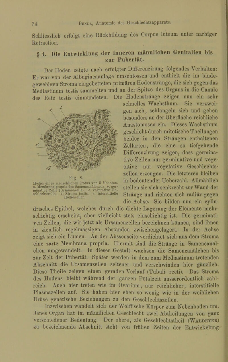 Schliesslich erfolgt eine Rückbildung des Corpus luteum unter narbiger Retraction. § 4. Die Entwicklung der inneren milniiliclieii Genitalien bis zur Pubertät. Der Hoden zeigte nach erfolgter Differenzirung folgendes Verhalten: Er war von der Albugineaanlage umschlossen und enthielt die im binde* gewebigen Stroma eingebetteten primären Hodenstränge, die sich gegen das Mediastinum testis sammelten und an der Spitze des Organs in die Canäle des Rete testis einmündeten. Die Hodenstränge zeigen nun ein sehr schnelles Wachsthum. Sie verzwei¬ gen sich, schlängeln sich und gehen besonders an der Oberfläche reichliche Anastomosen ein. Dieses Wachsthum geschieht durch mitotische Theilungen beider in den Strängen enthaltenen Zellarten, die eine so tiefgehende Differenzirung zeigen, dass germina- tive Zellen nur germinative und vege¬ tative nur vegetative Geschlechts¬ zellen erzeugen. Die letzteren bleiben in bedeutender Ueberzahl. Allmählich stellen sie sich senkrecht zur Wand der Stränge und richten sich radiär gegen die Achse, Sie bilden nun ein cylin- drisches Epithel, welches durch die dichte Lagerung der Elemente mehr¬ schichtig erscheint, aber vielleicht stets einschichtig ist. Die germinati- ven Zellen, die wir jetzt als Ursamenzellen bezeichnen können, sind ihnen in ziemlich regelmässigen Abständen zwischengelagert. In der Achse zeigt sich ein Lumen. An der Aüssenseite verdichtet sich aus dem Stroma eine zarte Membrana propria. Hiermit sind die Stränge in Samencanäl- chen umgewandelt. In dieser Gestalt wachsen die Samencanälchen bis zur Zeit der Pubertät. Später werden in dem zum Mediastinum tretenden Abschnitt die Ursamenzellen seltener und verschwinden hier gänzlich. Diese Theile zeigen einen geraden Verlauf (Tubuli recti). Das Stroma des Hodens bleibt während der ganzen Fötalzeit ausserordentlich zahl¬ reich. Auch hier treten wie im Ovarium, nur reichlicher, interstitielle Plasmazellen auf. Sie haben hier eben so wenig wie in der weiblichen Drüse genetische Beziehungen zu den Geschlechtszellen. Inzwischen wandelt sich der WolfiTsche Körper zum Nebenhoden um. Jenes Organ hat im männlichen Geschlecht zwei Abtheilungen von ganz verschiedener Bedeutung. Der obere, als Geschlechtstheil (Waldeyer) zu bezeichnende Abschnitt steht von frühen Zeiten der Entwickelung Fig. 8. Hoden eines menschlichen Fötus von 5 Monaten. a. Membrana propria des Samenoanälohens, 6. ger¬ minative Zelle (Ursamenzelle), c. vegetative Ge¬ schlechtszelle, d. Stroma testis, e. interstitielle Hodenzellen.