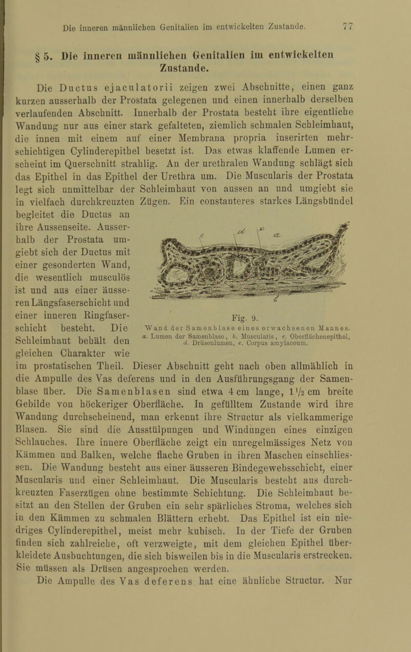 § 5. Die inneren münnliclien Uenitalien im entwickelten Zustande. Die Ductus ejaculatorii zeigen zwei Abschnitte, einen ganz kurzen ausserhalb der Prostata gelegenen und einen innerhalb derselben verlaufenden Abschnitt. Innerhalb der Prostata besteht ihre eigentliche Wandung nur aus einer stark gefalteten, ziemlich schmalen Schleimhaut, die innen mit einem auf einer Membrana propria inserirten mehr¬ schichtigen Cylinderepithel besetzt ist. Das etwas klaffende Lumen er¬ scheint im Querschnitt strahlig. An der urethralen Wandung schlägt sich das Epithel in das Epithel der Urethra um. Die Muscularis der Prostata legt sich unmittelbar der Schleimhaut von aussen an und umgiebt sie in vielfach durchkreuzten Zügen. Ein constanteres starkes LängsbUndel begleitet die Ductus an ihre Aussenseite. Ausser¬ halb der Prostata um¬ giebt sich der Ductus mit einer gesonderten Wand, die wesentlich musculös ist und aus einer äusse¬ ren Längsfaserschicht und einer inneren Ringfaser¬ schicht besteht. Die Schleimhaut behält den gleichen Charakter wie im prostatischen Theil. Dieser Abschnitt geht nach oben allmählich in die Ampulle des Vas deferens und in den Ausführungsgang der Samen¬ blase über. Die Samenblasen sind etwa 4cm lange, l'/2cm breite Gebilde von höckeriger Oberfläche. In gefülltem Zustande wird ihre Wandung durchscheinend, man erkennt ihre Structur als vielkammerige Blasen. Sie sind die Ausstülpungen und Windungen eines einzigen Schlauches. Ihre innere Oberfläche zeigt ein unregelmässiges Netz von Kämmen und Balken, welche flache Gruben in ihren Maschen einschlies- sen. Die Wandung besteht aus einer äusseren Bindegewebsschicht, einer Muscularis und einer Schleimhaut. Die Muscularis besteht aus durch¬ kreuzten Faserzügen ohne bestimmte Schichtung. Die Schleimhaut be¬ sitzt an den Stellen der Gruben ein sehr spärliches Stroma, welches sich in den Kämmen zu schmalen Blättern erhebt. Das Epithel ist ein nie¬ driges Cylinderepithel, meist mehr kubisch. In der Tiefe der Gruben finden sich zahlreiche, oft verzweigte, mit dem gleichen Epithel über¬ kleidete Ausbuchtungen, die sich bisweilen bis in die Muscularis erstrecken. Sie müssen als Drüsen angesprochen werden. Die Ampulle des Vas deferens hat eine ähnliche Structur. Nur Fig. 9. Wand der Samonblase eines erwachsenen Mannes. a. Lumen der Samenhlase, i. Muscularis, e. Oborfliichenepithel, <i. Drüsonlumen, e. Corpus amylaceum.