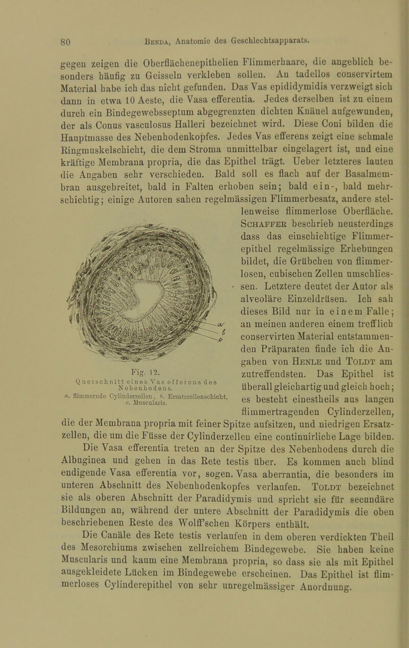 gegen zeigen die Oberflächenepithelien Fliramerhaare, die angeblich be¬ sonders bäu6g zu Geissein verkleben sollen. An tadellos conservirtem Material habe ich das nicht gefunden. Das Vas epididymidis verzweigt sich dann in etwa 10 Aeste, die Vasa eflferentia. Jedes derselben ist zu einem durch ein Bindegewebsseptum abgegrenzten dichten Knäuel aufgewunden, der als Conus vasculosus Halleri bezeichnet wird. Diese Coni bilden die Hauptmasse des Nebenhodenkopfes. Jedes Vas efferens zeigt eine schmale Ringmuskelschicht, die dem Stroma unmittelbar eingelagert ist, und eine kräftige Membrana propria, die das Epithel trägt, lieber letzteres lauten die Angaben sehr verschieden. Bald soll es flach auf der Basalmem¬ bran ausgebreitet, bald in Falten erhoben sein; bald ein-, bald mehr¬ schichtig; einige Autoren sahen regelmässigen Flimmerbesatz, andere stel¬ lenweise flimmerlose Oberfläche. Schaffer beschrieb neusterdings dass das einschichtige Flimmer¬ epithel regelmässige Erhebungen bildet, die Grübchen von flimmer¬ losen, cubischen Zellen umschlies- sen. Letztere deutet der Autor als alveoläre Einzeldrüsen. Ich sah dieses Bild nur in einem Falle; an meinen anderen einem trefflich conservirten Material entstammen¬ den Präparaten finde ich die An¬ gaben von Henle und Toldt am zutreffendsten. Das Epithel ist überall gleichartig und gleich hoch; es besteht einestheils aus langen flimmertragenden Cylinderzellen, die der Membrana propria mit feiner Spitze aufsitzen, und niedrigen Ersatz¬ zellen, die um die Füsse der Cylinderzellen eine continuirliche Lage bilden. Die Vasa efferentia treten an der Spitze des Nebenhodens durch die Albuginea und gehen in das Rete testis über. Es kommen auch blind endigende Vasa efferentia vor, sogen. Vasa aberrantia, die besonders im unteren Abschnitt des Nebenhodenkopfes verlaufen. Toldt bezeichnet sie als oberen Abschnitt der Paradidymis und spricht sie für secundäre Bildungen an, während der untere Abschnitt der Paradidymis die oben beschriebenen Reste des Wolff’schen Körpers enthält. Die Canäle des Rete testis verlaufen in dem oberen verdickten Theil des Mesorchiums zwischen zellreichem Bindegewebe. Sie haben keine Muscularis und kaum eine Membrana propria, so dass sie als mit Epithel ausgekleidete Lücken im Bindegewebe erscheinen. Das Epithel ist flim¬ merloses Cylinderepithel von sehr unregelmässiger Anordnung. Fig. 12. Querscliiiitt oines Vas otforons des N obonliodens. a. llimmerndo Cylinderzellen, h. Ersatzzellenschiclit, c. Muscularis.