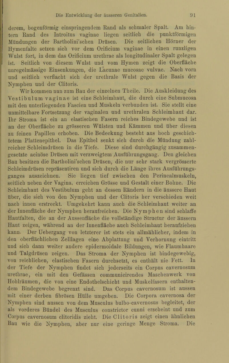 derem, bogenförmig einspringendem Rand als schmaler Spalt. Am hin¬ tern Rand des Introitus vaginae liegen seitlich die punktförmigen Mündungen der Bartholini’schen Drüsen. Die seitlichen Hörner der Hymenfalte setzen sich vor dem Orificium vaginae in einen runzligen Wulst fort, in dem das Orificium urethrae als longitudinaler Spalt gelegen ist. Seitlich von diesem Wulst und vom Hymen zeigt die Oberfläche unregelmässige Einsenkungen, die Lacunae mucosae vulvae. Nach vorn und seitlich verflacht sich der urethrale Wulst gegen die Basis der Nymphen und der Clitoris. Wir kommen nun zum Bau der einzelnen Theile. Die Auskleidung des Vestibulum vaginae ist eine Schleimhaut, die durch eine Submucosa mit den unterliegenden Fascien und Muskeln verbunden ist. Sie stellt eine unmittelbare Fortsetzung der vaginalen und urethralen Schleimhaut dar. Ihr Stroma ist ein an elastischen Fasern reiches Bindegewebe und ist an der Oberfläche zu grösseren Wülsten und Kämmen und über diesen zu feinen Papillen erhoben. Die Bedeckung besteht aus hoch geschich¬ tetem Plattenepithel. Das Epithel senkt sich durch die Mündung zahl¬ reicher Schleimdrüsen in die Tiefe. Diese sind durchgängig zusammen¬ gesetzte acinöse Drüsen mit verzweigtem Ausführungsgang. Den gleichen Bau besitzen die Bartholini’schen Drüsen, die nur sehr stark vergrösserte Schleimdrüsen repräsentiren und sich durch die Länge ihres Ausführungs¬ ganges auszeichnen. Sie liegen tief zwischen den Perinealmuskeln, seitlich neben der Vagina, erreichen Grösse und Gestalt einer Bohne. Die Schleimhaut des Vestibulum geht an dessen Rändern in die äussere Haut Uber, die sich von den Nymphen und der Clitoris her verschieden weit nach innen erstreckt. Umgekehrt kann auch die Schleimhaut weiter an der Innenfläche der Nymphen heraufreichen. Die Nymphen sind schlaffe Hautfalten, die an der Aussenfläche die vollständige Structur der äussern Haut zeigen, während an der Innenfläche auch Schleimhaut heraufziehen kann. Der Uebergang von letzterer ist stets ein allmählicher, indem in den oberflächlichen Zelllagen eine Abplattung und Verhornung eintritt und sich dann weiter andere epidermoidale Bildungen, wie Flaumhaare und Talgdrüsen zeigen. Das Stroma der Nymphen ist bindegewebig, von reichlichen, elastischen Fasern durchsetzt, es enthält nie Fett. In der Tiefe der Nymphen findet sich jederseits ein Corpus cavernosum urethrae, ein mit den Gefässen communicirendes Maschenwerk von Hohlräumen, die von eine Endothelschicht und Muskelfasern enthalten¬ dem Bindegewebe begrenzt sind. Das Corpus cavernosum ist aussen mit einer derben fibrösen Hülle umgeben. Die Corpora cavernosa der Nymphen sind aussen von dem Musculus bulbo-cavernosus begleitet, der als vorderes Bündel des Musculus constrictor cunni erscheint und zum Corpus cavernosum clitoridis zieht. Die Clitoris zeigt einen ähnlichen Bau wie die Nymphen, aber nur eine geringe Menge Stroma. Die