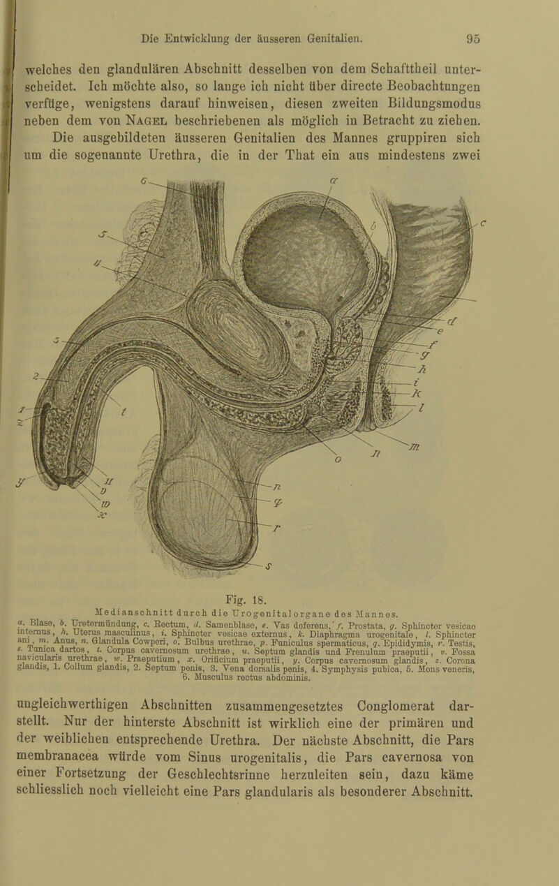 welches den glandulären Abschnitt desselben von dem Schafttheil unter¬ scheidet. Ich möchte also, so lange ich nicht über directe Beobachtungen verfüge, wenigstens darauf hinweisen, diesen zweiten Bildungsmodus neben dem von Nagel beschriebenen als möglich in Betracht zu ziehen. Die ausgebildeten äusseren Genitalien des Mannes gruppiren sich um die sogenannte Urethra, die in der That ein aus mindestens zwei c Fig. 18. Medianschnitt durch die Urogenitalorgane des Mannes. «. Blase, 6, Uretormündun^, c. Rectum, d, Samenblase, e. Vas deferens,*/. Prostata, g, Sphinctor vesicae internus, Ä. Uterus masculinus, t. Sphincter vesicae externus, k. Diaphragma urogenitale, l, Sphincter Anus, w. Glandula Cowperi, o, Bulbus urethrae, p. Puniculus spermaticus, g. Epididymis, r. Testis, iunica dartos, L Corpus cavemosum urethrae, u. Septum glandis und Prenulum praeputii, v. Fossa naviculans urethrae, w. Praeputium, x.^ Orificium praeputii, y. Corpus cavemosum glandis, z. Corona glandis, 1. Collum glandis, 2. Septum penis, 3. Vena dorsalis penis, 4. Symphysis pubica, 6. Mons veneris, 6. Musculus roctus abdominis. ungleichwerthigen Abschnitten zusammengesetztes Conglomerat dar¬ stellt. Nur der hinterste Abschnitt ist wirklich eine der primären und der weiblichen entsprechende Urethra. Der nächste Abschnitt, die Pars membranacea würde vom Sinus urogenitalis, die Pars cavernosa von einer Fortsetzung der Geschlechtsrinne herzuleiten sein, dazu käme schliesslich noch vielleicht eine Pars glandularis als besonderer Abschnitt.