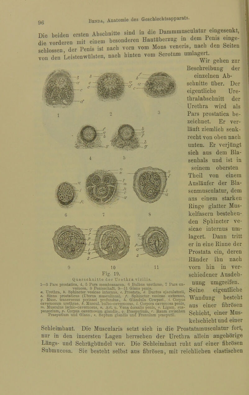 Die beiden ersten Abschnitte sind in die Dammmuscnlatur eingcspkt, r vorderen mit einem besonderen HauWbersug .n dem Pents emge- seLssen der Penis ist nach vorn vom Mons venens nach den Seiten den LeistenwUlsten, nach hinten vom Scrotnm umlagert. Wir gehen zur von Beschreibung der einzelnen Ab¬ schnitte über. Der eigentliche Ure¬ thralabschnitt der Urethra wird als Pars prostatica be¬ zeichnet. Er ver¬ läuft ziemlich senk¬ recht von oben nach unten. Er verjüngt sich aus dem Bla¬ senhals und ist in seinem obersten Theil von einem Ausläufer der Bla- senmusculatur, dem aus einem starken Ringe glatter Mus¬ kelfasern bestehen¬ den Sphincter ve- sicae internus um¬ lagert. Dann tritt er in eine Rinne der Prostata ein, deren Ränder ihn nach vorn hin in ver¬ schiedener Ausdeh¬ nung Seine umgreifen, eigentliche besteht fibrösen 9 10 Fig. 19. Querschnitte der Urethra virilis. 1—3 Pars prostatica, i, 5 Pars inembranacea, 6 Bulbus urothrae, 7 Pars ca- veruosa, 8 Penisschaft, 9—11 Glans ponis. a. Urethra, 6. Sphincter vosicae internus, c. Prostata, d. Ductus ejaculatorii, e. Sinus prostaticus (Uterus masculmus), /. Sphincter vesioao oxternus, Wrivv/linicr g. Muse, transversus perinaei profimdus, A. Olandula Cou-peri, i. Corpus “ tiutiuug cavemosum urothrae, i. Musoul.oulbo-cavernosus, h Corpora cavornosa penis, «„o pinpv vt. Musoulus ischio-cavomosus, n. Art. u. Vena dorsalis penis, o. Ligam. sus- clUGl pensorium, p. Corpus cavemo.sum glandis, g. Praeputium, r. Raum zwischen OpliCpUf oinpr AI118- Praeputium und Glans, ». Septum glandis und Frenulum praeputii. OCUIDUI, eiuci luua kelscbicht und einer Schleimhaut. Die Muscularis setzt sich in die Prostatamusculatur fort, nur in den innersten Lagen herrschen der Urethra allein angehörige Längs- und Schrägbündel vor. Die Schleimhaut ruht auf einer fibrösen Submucosa. Sie besteht selbst aus fibrösen, mit reichlichen elastischen