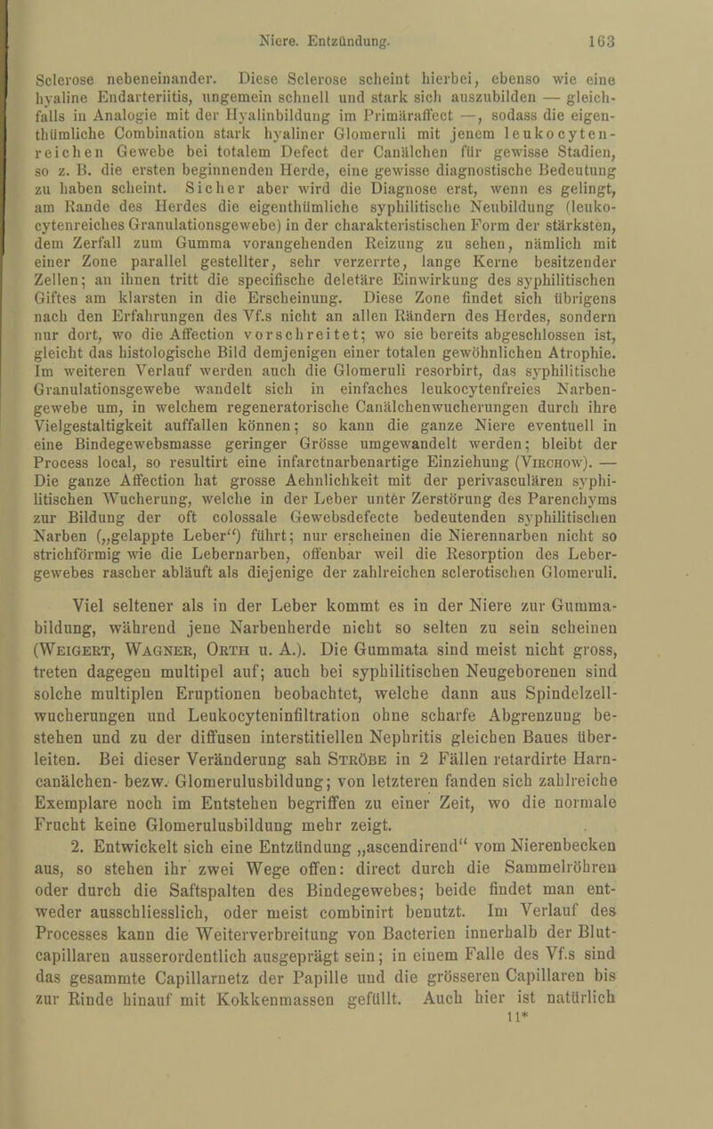 Sclerose nebeneinander. Diese Sclerose scheint hierbei, ebenso wie eine hyaline Endarteriitis, ungemein schnell und stark sich auszubilden — gleich¬ falls in Analogie mit der Ilyalinbildung im Primilraffect —, sodass die eigen- thUmliche Combination stark hyaliner Gloraeruli mit jenem leukocyten- reichen Gewebe bei totalem Defect der Canälchen für gewisse Stadien, so z. B. die ersten beginnenden Herde, eine gewisse diagnostische Bedeutung zu haben scheint. Sicher aber wird die Diagnose erst, wenn es gelingt, am Rande des Herdes die eigenthUmliche syphilitische Neubildung (leuko- cytenreiches Granulationsgewebe) in der charakteristischen Form der stärksten, dem Zerfall zum Gumma vorangehenden Reizung zu sehen, nämlich mit einer Zone parallel gestellter, sehr verzerrte, lange Kerne besitzender Zellen; an ihnen tritt die specifische deletäre Einwirkung des syphilitischen Giftes am klarsten in die Erscheinung. Diese Zone findet sich übrigens nach den Erfahrungen des Vf.s nicht an allen Rändern des Herdes, sondern nur dort, wo die AfFection vor sch reitet; wo sie bereits abgeschlossen ist, gleicht das histologische Bild demjenigen einer totalen gewöhnlichen Atrophie. Im weiteren Verlauf werden auch die Glomeruli resorbirt, das syphilitische Granulationsgewebe wandelt sich in einfaches leukocytenfreies Narben¬ gewebe um, in welchem regeneratorische Canälchenwucherungen durch ihre Vielgestaltigkeit auffallen können; so kann die ganze Niere eventuell in eine Bindegewebsmasse geringer Grösse umgewandelt werden; bleibt der Process local, so resultirt eine infarctnarbenartige Einziehung (Virchow). — Die ganze Afifection hat grosse Aehnlichkeit mit der perivasculären syphi¬ litischen Wucherung, welche in der Leber untfer Zerstörung des Parenchyms zur Bildung der oft colossale Gewebsdefecte bedeutenden syphilitischen Narben („gelappte Leber‘‘) führt; nur erscheinen die Nierennarben nicht so strichförmig wie die Lebernarben, offenbar weil die Resorption des Leber¬ gewebes rascher abläuft als diejenige der zahlreichen sclerotischen Glomeruli. Viel seltener als in der Leber kommt es in der Niere zur Gumma¬ bildung, während jene Narbenherde nicht so selten zu sein scheinen (Weigert, Wagner, Orth u. A.). Die Gummata sind meist nicht gross, treten dagegen multipel auf; auch bei syphilitischen Neugeborenen sind solche multiplen Eruptionen beobachtet, welche dann aus Spindelzell¬ wucherungen und Leukocyteninfiltration ohne scharfe Abgrenzung be¬ stehen und zu der diffusen interstitiellen Nephritis gleichen Baues über¬ leiten. Bei dieser Veränderung sah Ströbe in 2 Fällen retardirte Harn- canälchen- bezw. Glomerulusbildung; von letzteren fanden sich zahlreiche Exemplare noch im Entstehen begriffen zu einer Zeit, wo die normale Frucht keine Glomerulusbildung mehr zeigt. 2. Entwickelt sich eine Entzündung „ascendirend“ vom Nierenbecken aus, so stehen ihr zwei Wege offen: direct durch die Sammelröhreu oder durch die Saftspalten des Bindegewebes; beide findet man ent¬ weder ausschliesslich, oder meist combinirt benutzt. Im Verlauf des Processes kann die Weiterverbreitung von Bacterien innerhalb der Blut- capillaren ausserordentlich ausgeprägt sein; in einem Falle des Vf.s sind das gesamrate Capillarnetz der Papille und die grösseren Capillaren bis zur Rinde hinauf mit Kokkenmassen gefüllt. Auch hier ist natürlich 11*