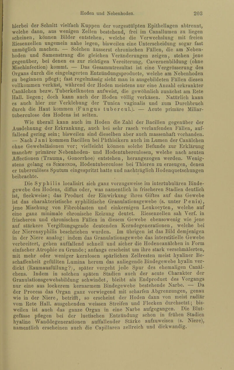 hierbei der Schnitt vielfach Kuppen der vorgestUlpten Epithellagen abtrennt, welche dann, aus wenigen Zellen bestehend, frei im Canallumen zu liegen scheinen, können Bilder entstehen, welche die Verwechslung mit freien Riesenzellen ungemein nahe legen, bisweilen eine Unterscheidung sogar fast unmöglich machen. — Solchen äusserst chronischen Fällen, die am Neben¬ hoden und Samenstrang die gleichen Veränderungen zeigen, stehen jene gegenüber, bei denen es zur richtigen Vereiterung, Cavernenbildung (ohne Mischinfection) kommt. — Das Gesammtresultat ist eine Vergrösserung des Organs durch die eingelagerten Entzündungsproducte, welche am Nebenhoden zu beginnen pflegt 5 fast regelmässig sieht man in ausgebildeten Fällen diesen vollkommen verkäst, während der Hoden meistens nur eine Anzahl erkrankter Canälchen bezw. Tuberkelknoten aufweist, die gewöhnlich zunächst am Rete Hall, liegen; doch kann auch der Hoden völlig verkäsen. Natürlich kann es auch hier zur Verklebung der Tunica vaginalis und zum Durchbruch durch die Haut kommen (Fungus tubercul.). — Acute primäre Miliar- tuberculose des Hodens ist selten. Wie überall kann auch im Hoden die Zahl der Bacillen gegenüber der Ausdehnung der Erkrankung, auch bei sehr rasch verlaufenden Fällen, auf¬ fallend gering sein; bisweilen sind dieselben aber auch massenhaft vorhanden. — Nach Jani kommen Bacillen bei Phthisikern auch im Lumen der Canälchen ohne Gewebsläsionen vor; vielleicht können solche Befunde zur Erklärung mancher primärer Nebenhoden- und Hodentuberculosen, welche nach acuten Aflectionen (Traunia, Gonorrhoe) entstehen, herangezogen werden. Wenig¬ stens gelang es Simmonds, Hodentuberculose bei Thieren zu erzeugen, denen er tuberculöses Sputum eingespritzt hatte und nachträglich Hodenquetschungen beibrachte. Die Syphilis localisirt sich ganz vorzugsweise im intertubulären Binde¬ gewebe des Hodens, diffus oder, was namentlich in frischeren Stadien deutlich ist, fleckweise; das Product der Einwirkung ihres Giftes auf das Gewebe ist das charakteristische syphilitische Granulationsgewebe (s. unter Penis), jene Mischung von Fibroblasten und einkernigen Leukocyten, welche auf eine ganz minimale chronische Reizung deutet. Riesenzellen sah Verf. in frischeren und chronischen Fällen in diesem Gewebe ebensowenig wie jene auf stärkere Vergiftungsgrade deutenden Kerndegenerationen, welche bei der Nierensyphilis beschrieben wurden. Im übrigen ist das Bild demjenigen in der Niere analog: indem das Granulationsgewebe das interstitielle Gewebe verbreitert, gehen auffallend schnell und sicher die Hodencanälchen in Form einfacher Atrophie zu Grunde; anfangs erscheint um ihre stark verschmälerten, mit mehr oder weniger kernlosen spärlichen Zellresten meist hyaliner Be¬ schaffenheit gefüllten Lumina herum das anliegende Bindegewebe hyalin ver¬ dickt (Raumausfüllung?), später vergeht jede Spur des ehemaligen Canäl- chens. Indem in solchen späten Stadien auch der acute Charakter der Granulationsgewebsbildung schwindet, bleibt als Endproduct des Vorgangs nur eine aus lockerem kernarmem Bindegewebe bestehende Narbe. — Da der Process das Organ ganz vorwiegend mit scharfen Abgrenzungen, genau wie in der Niere, betrifft, so erscheint der Hoden dann von meist radiär vom Rete Hall, ausgehenden weissen Streifen und Flecken durchsetzt; bis¬ weilen ist auch das ganze Organ in eine Narbe aufgegangen. Die Blut¬ gefässe pflegen bei der luetischen Entzündung schon in frühen Stadien hyaline Wanddegenerationen auffallender Stärke aufzuweisen (s. Niere), namentlich erscheinen auch die Capillaren zellreich und dickwandig.