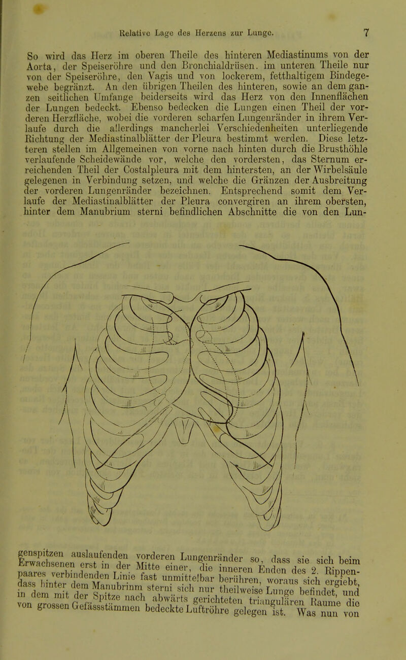 So wird das Herz im oberen Theile des hinteren Mediastinums von der Aorta, der Speiseröhre und den Bronchialdrüsen, im unteren Theile nur von der Speiseröhre, den Vagis und von lockerem, fetthaltigem Bindege- webe begränzt. An den übrigen Theilen des hinteren, sowie an dem gan- zen seitlichen Umfange beiderseits wird das Herz von den Innenflächen der Lungen bedeckt. Ebenso bedecken die Lungen einen Theil der vor- deren Herzfiäche, wobei die vorderen scharfen Lungenränder in ihrem Ver- laufe durch die allerdings mancherlei Verschiedenheiten unterliegende Richtung der Mediastinalblätter der Pleura bestimmt werden. Diese letz- teren stellen im Allgemeinen von vorne nach hinten durch die Brusthöhle verlaufende Scheidewände vor, welche den vordersten, das Sternum er- reichenden Theil der Costalpleura mit dem hintersten, an der Wirbelsäule gelegenen in Verbindung setzen, und welche die Gränzen der Ausbreitung der vorderen Lungenränder bezeichnen. Entsprechend somit dem Ver- laufe der Mediastinalblätter der Pleura convergiren an ihrem obersten, hinter dem Manubrium sterni befindlichen Abschnitte die von den Lun- IÄr„e„'ett in!. Zh'' I'^g^rö^'er so, dass sie sich beim liiwrtuisenen erst m der Mitte einer, die inneren Enden des 9. Tfinnor, paares verbindenden Linie fast unmittelbar beriihren Ci„s sieh erdebt'