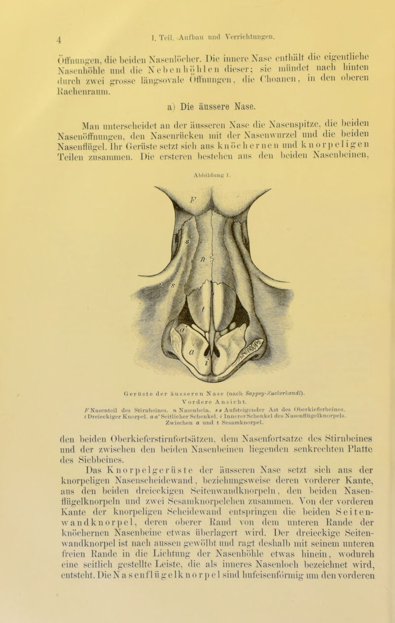 Öffmingcn, die beiden NastMilJ>clier. Die innere Nase enthält die ei^-entlielic Nasenhöhle und die Nc 1» e n Ii ü h 1 e n dieser; sie mündet naeli hinten dnreh zwei p-osse länii-sovale (»t^nuiiiicn. die Chonnen. in den ()!)eren liachenrainn. a) Die äussere Nase. iMan nnterseheidet au der äusseren Nase die Nasenspitze, die beiden Nasenöft'unu<;-en, den Nasenrücken mit der Nasenwurzel und die beiden Nasenflü^-el. Ihr Gerüste setzt sieh aus knr»ehernen und k n o r pe 1 ii;-en Teilen zusannnen. Die ersteren l)estehen aus den beiden Nasenbeinen, Al.liilduii',' I. Gerüste der iiiisseren Natse (iiiuli Sappey-Zackerkandl). V o !• d <.' Vi' A n s i c Ii t. FNasenteil des Stirnbeines, n Niisenbein. .«« Aufstei<?('iider Ast des Oberkieferheines. «Dreieckiger Kiioriiel. aa'Seitliclier Sclienkel. i InnererSelieiikel des Niisentlügelknnrpels. Zwisehen a und t Sesainknorpel. den l)eiden Oberkiet'erstirntbrtsätzen. dem Nasentbrtsatze des Stirnbeines und der z\Yisehen den beideu Nasenbeinen liei^enden senkrechten Platte des Siebbeines. Das K n 0 rp e 1 g'e r ü s t e der äusseren Nase setzt sieli aus der knorpeliii'cn Nasenscheidewand . licziehuuii'sweise deren vorderer Kante, aus den l)eiden dreieckigen Seitenwandkn(»ri)eln, den beiden Nasen- flügelkn()ri)eln und zwei Sesand<n()ri»elchen zusannnen. Von der vorderen Kante der knorpelii;en Scheidewand entspringen die beiden Seiten- wandknor])el, deren oberer Kand von dem unteren Rande der knöchernen Nasenbeine ct^vas überlai;ert wird. Der dreieckige Seiten- wandknorpel ist nach aussen gewidbt uud ragt deshalb mit seinem unteren freien Kande in die Lichtung der Nasenlüthle etwas hinein, wodurch eine seitlicli g-estellte Leiste, die als inneres Nasenloch l)ezeichnet wird, entsteht. Die Nasen fl ü g- e 1 k n o r p e 1 sind hufeiscnf(h-nng- um den vorderen