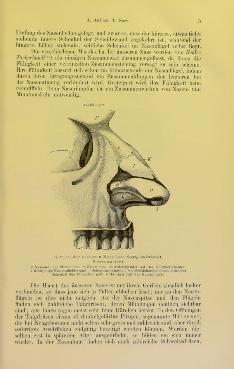 Uiiifaii«;'des Nasonloclu's i;vlcj;-t. niul zwar so. dass der kürzeiv. etwas tiefer stehende innere Selienkel der Scheidewand ziiii-ekehrt ist, während der läni^-ere, höher steheiuh', seitliehe Schenkel im Nasenfiiij;-el seihst liegt. Die versehiecUMien M uskeln der äusseren Nase werden von Henle- Zuckerkandl ^^') als einziii-en Nasennniskel zusannnengetasst, da ihnen die Fähigkeit einer vereinzelten Zusannnenziehung versagt zu sein scheine. Ihre Fähigkeit äussert sich schon im Ruhezustände der Nasentiiigel, indem durch ihren Krregungszustand ein Zusannnenklapjjen der letzteren bei der Nasenatnnuig verhindert wird, (iesteigert wird ihre Fähigkeit behn Schnüffeln. Beim Naserümpfen ist ein Zusannnenwirken von Nasen- und Muncbnuskeln notwendig. Al)l)iklmi.y: 2. (iurü-ito der äusseren Nase (luich Sappey-Zackerkandi). S e i t e n a u s i c Ii t. /''Naseriteil iles Stiriilicines. ?) Naseiiljein. .«.« Aiifst'.Mf^eiiilcr Ast des Ol)erkieferl)oines. A; Knorpelige. Nasenscheidewand. ' Seiteii\vaiidknori)el. n a' Seitlicher Schenkel, i Innerer Schenkel des b'lil,ifelknnr))i'ls. h HiUiti.ur^'r Teil des Nusfiiflilttels. Die Haut der äusseren Nase ist mit ihrem Gerüste ziemlich hicker verbunden, so dass jene sich in Falten abheben lässt; nur an <len Nasen- tiügeln ist dies nicht miiglich. An der Nasenspitze und den Flügeln tinden sieh zahlreiche Talgdrüsen, deren Mündungen deutlidi sichtbar sind; aus ihnen ragen meist sehr feine Härchen hervor. In den Offnungen der Talgdrüsen sitzen oft dunkelgefärbte l*fr<)|)fe. sogenannte Mitesser, die bei Neugeborenen nicht selten sehr gross und zahlreich sind, aber durch sofortiges Ausdrücken endgiltig beseitigt werden kitnnen. Werden die- selben erst in sj)äterem Alter ausgedrückt, so bilden sie sich immer wieder. In der Nasenhaut tinden sich auch zahlreiche Schweissdrüsen,