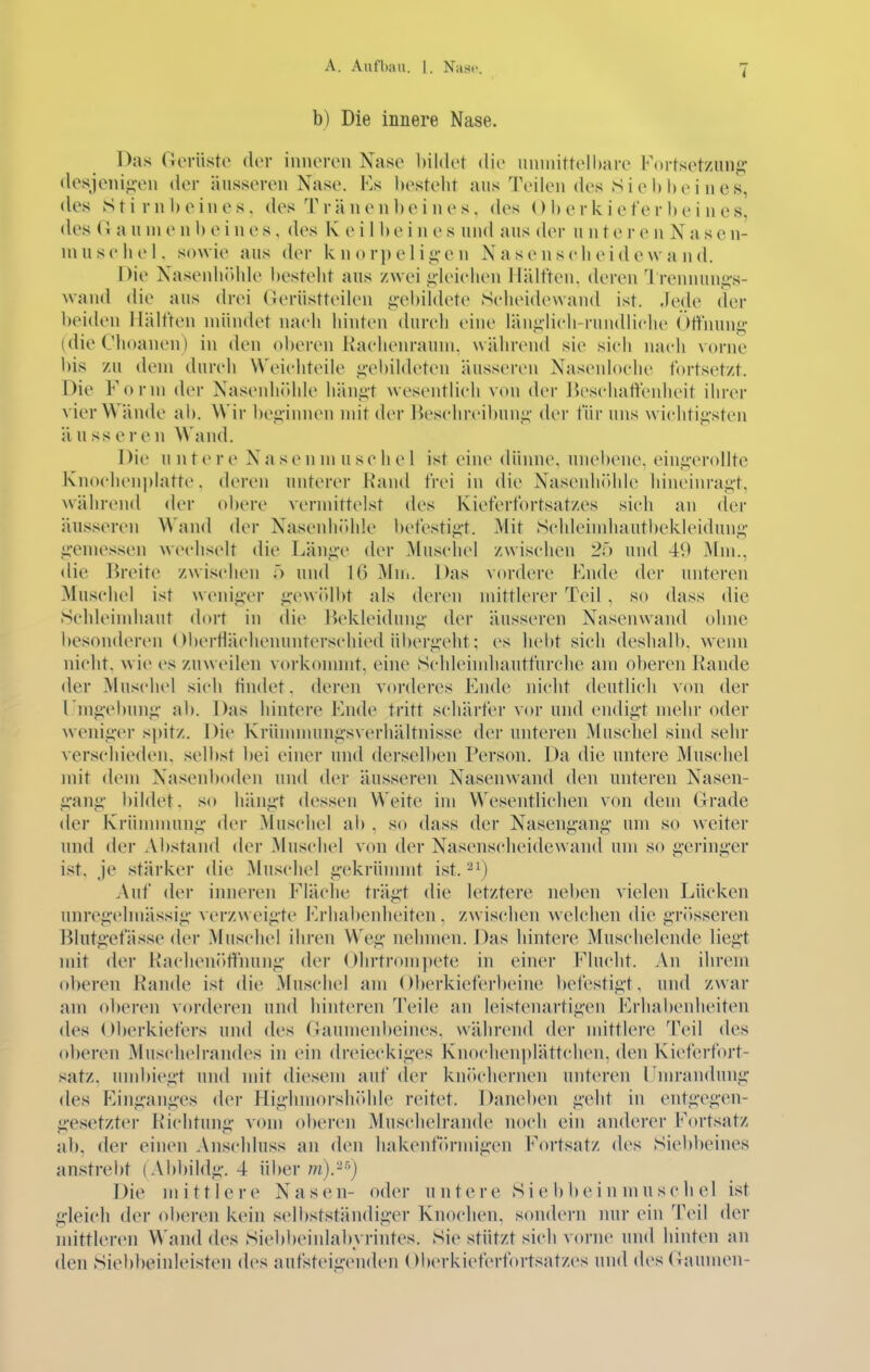 b) Die innere Nase. Das Gerüsto der inneren Nase bildet die unmittelbare Fortsetzung- desjeni«i-en der äusseren Nase. Es bestellt aus Teilen des S i e b bei nes, des Stirnbeines, des T r ä n e n b e i n e s, des 01) e r k i e fe r b e i n e s, des Cx a u ni e n b eines, des Keil b e i n e s und aus der u n t e r e n N a s e n- niiiseliel, sowie aus der knorpe 1 ii^-e n N a senscIieidewa nd. Die Nasenli()lde i)estelit aus zwei iileiclien Hälften, deren 1 reinunii;-s- wand die aus drei Gerüstteilen g-cbildete Scheidewand ist. Jede der beiden Hälften mündet nach hinten durch eine län«;-lich-rundliche Öffnung- (dieClioanen) in den oberen Hachenraum, während sie sich nach vorne bi.s zu dem durch VVeichteile i;-el)ildetcn äusseren Nasenloche fortsetzt. Die Form der NasenhJdde hängt wesentlich von der ßcschatfenheit ihrer vier Wände ab. Wir beginnen mit der Beschreibung der für uns wichtigsten äusseren Wand. Die untere Nasenmuschel ist eine <lünne. unebene, eingerollte Knocbenplatte. deren unterer Hand frei in die Naseidi()hle hineinragt, Nvährend der obere vermittelst des Kieferfortsatzes sich an der äusseren Wand der Nasenhöhle l)efestigt. Mit Sehleindiautbekleidung gemessen wechselt die Länge der .Muschel zwischen 20 und 49 Mm., die Breite zwischen ö und 16 Mni. Das vordere Fnde der unteren Muschel ist weniger gewiUbt als deren mittlerer Teil , so dass die Schleindiaut dort in die Bekleidung der äusseren Nasenwand ohne besonderen 01)erfläehenunterschied übergelit; es hebt sich deshalb, wenn nicht, wie es zuweilen vorkommt, eine Schleimliautfurchc am oberen Rande der Muschel sich tindet. deren vorderes Knde nicht deutlicli von der rmgebung ab. Das hintere Hude tritt schärfer vor und endigt mein- oder weniger spitz. Die Krünnnungsverhältnisse der unteren Muschel sind sehr verschieden, selbst bei einer und dersen)en Person. Da die untere Muschel mit dem Nasenboden und der äusseren Nasenwand den unteren Nasen- gang bildet, so hängt dessen Weite im Wesentlichen von dem Grade der Krümmung der Muschel ab , so dass der Nasengaug um so weiter und der Abstand der Muschel von der Nasenscheidewand um so geringer ist, je stärker die Muschel gekrünnnt ist.'^i) Auf der inneren Fläclie trägt die letztere neben vielen Lücken unregelmässig verzweigte Krhabenheiten , zwischen welchen die gr<)sseren Blutgefässe der Musch(>l ihren Weg nehmen. Das hintere Muschelende liegt mit der Hacheuötfming der Ohrtrompete in einer Fluclit. An ihrem oberen Rande ist die Muschel am Oberkieferbeine l)efestigt, und zwar am oberen vorderen und hinteren Teile an leistenartigen Erhalienheiten des Oberkiefers und des fiaumenbeines. während der nnttlere '^^Peil des (d)eren Musclielrandes in ein dreieckiges Knochenplättchcn. den Kieferfort- satz, imd)iegt und mit diesem auf der kn(»cliernen unteren I nirandung des P^inganges der Highnu)rsböhle reitet. Daneben geht in entgegen- gesetzter Richtung vom oberen Muschelrande noch ein anderer Fortsatz ab, der einen Anschluss an den hakenförmigen Fortsatz des Siebbeines anstrebt ( Abbildg. 4 über w).^'-) Die mittlere Nasen- oder untere S i e b b e i n m u s c h el ist gleich der oberen kein selbstständiger Knochen, soiulern nur ein Teil der mittleren Wand des Siei)beinlabyrintes. Sie stützt sich vorne und hinten an den Siebbeinleisten des aufsteigenden Oberkieferfortsatzes und des (iaumen-