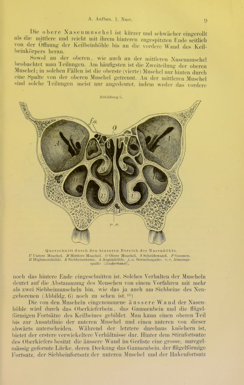 Dio (. hv r e Nase ii ni ii s c Ii e 1 ist kürzer und scliwäclier ('iiii;-L'rolIt als die mjttlere und reicht mit ihrem hinteren zii;;esi)it/.ten Knde seitlieli von der Öffnung- der Keilheinliöhle bis an die v(»rdere Wand des Keil- heinkörpers heran. Sovvol an der oberen, wie ancli an der mittleren Xasennnisehel beobaehtet man leiliingvn. Am häntii;-sten ist die Zweiteilung- der oberen >lusehel; in solehen Fällen ist die oberste (vierte) Muschel nur hinten durch eine Spalte von der oberen Muschel j;vtrennt. An der mittleren Muschel sind solche leilun^vn meist nur ani;-edeutet. indem weder das vordere Aliliildiuifj; ö. Querschnitt durch den hinteren Bereich der Naseiih0Ii 1 c. f7 Tntere Muschel. J/Mittlere Muschel. O Obere Muschel. 5 Scheidewand, i^iiaumen. ii Highmorshohle. £ Siebheinräuine. A Augenhöhle. /. o. Geruclissiiultx-. r. r. Atniungs- spalt s {ZiicktrkaniD. noch das hintere Knde einp'schnitten ist. Solches Verlialten der Muscheln deutet auf die Abstaiinnuiiii' des Menschen von einem \'ortaliren mit mehr als zwei Siebbeinnnischeln hin, wie das ja auch am Siebbeine des Ncu- ,;L;'eborenen (.\bbildi;-. 6) noch zu sehen ist. ^''0 Die von den .Muscheln einji'enommene äussere Wand der Nasen- höhle wird durch das Oberkieferbein, das (Jaumenbein und die tliii;'el- t(»rmi^'en Fortsätze des Keilbeines ^vbildet. Man kann einen oberen Teil l>is zur Ansatzlinie der unteren Muschel und einen unteren von dieser abwärts unterscheiden. Während der letztere durchaus kiii»c1ieni ist, bietet der erstere verwickeitere \'erhältnisse dar. Hinter dem Stirntbrtsatze des Oberkiefers besitzt die äussere Wand im (ierüste eine ;;Tosse. unrei;'el- mässi^-^'eformte Lücke, deren Deckung;- das (Jaumenbein. der tlüi;'elf()rmi^'C Fortsatz, der Siebbeinfortsatz der unteren .Muschel und der Ilakenfortsatz