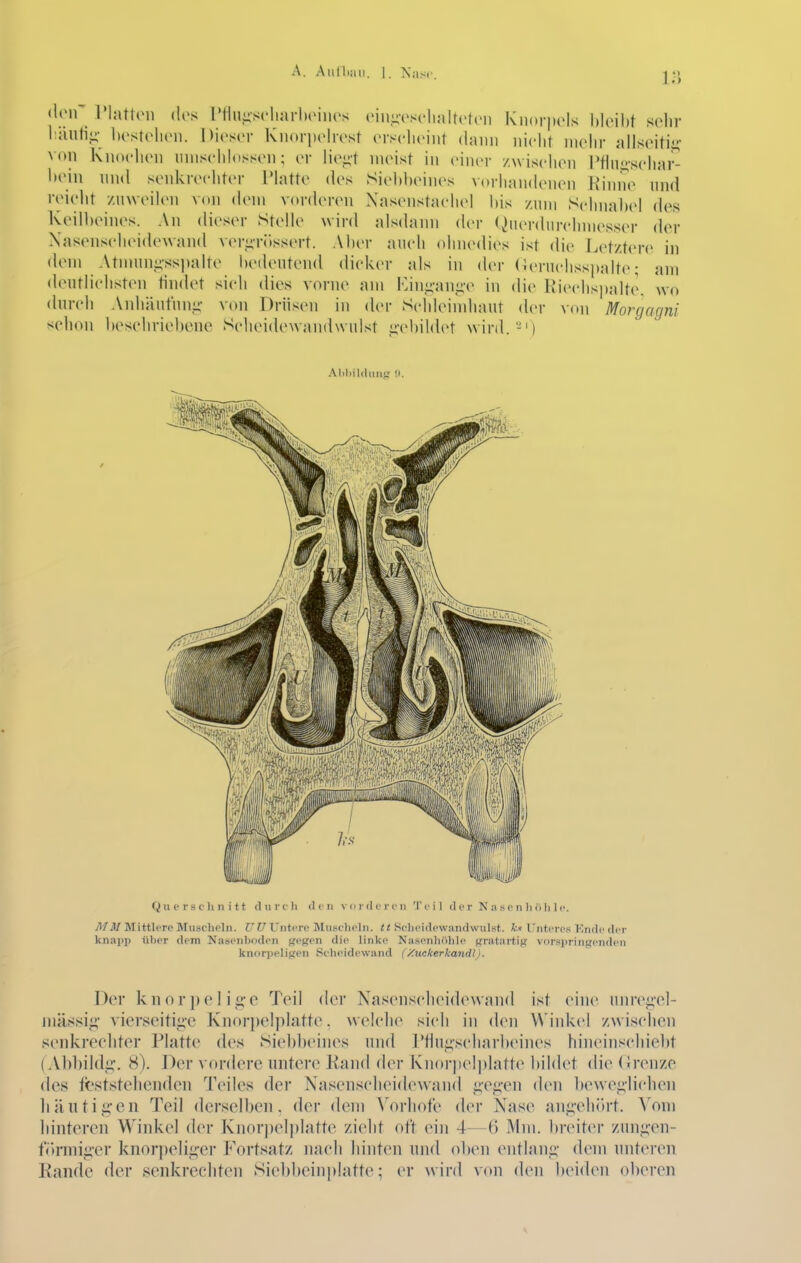 A. Aiithjiii. I. Isiisc •loir riattcMi (los T*flui;s('liarl)(Miios oin-osclialtctcn Knorpels bleibt sehr l:äuli- brsteb(Mi. Dieser Kiioriiehest erscheint dann nieht mehr allseitii;- von Knochen unischhissen; er lie.^t nieist in einer /wischen l*fin<;sclia^ l)(Mn nnd senkrechter IMatte (h's Siebbeines vorhandenen K*inne nnd reicht /uweihMi von dem vorderen Nasenstachel bis /um Schnabel des Keill)eines. An dieser Stelle wird alsdann der ^»iierdinThniesser der Xasenscheidewand verüWissert. Aber auch ohnedies ist die Letztere in dem Atmunjisspalte bedeutend dick(>r als in der (ieruchssi>alte; am deutlichsten tindet sich dies vorne am Kin<;-an,ii'e in die Kiechspalte. wo durch Anhäut'iinii- von Drüsen in (Um- Scideindiaut der von Morgagni schon l)eschriebcnc Scheidewandwnlst ii'ebildet wird.') A1>liil(hiiiir !i. Querschnitt dun-Ii <1 c ii v <j r d c i'c ii 'l'cil der N a s c ii Ii (i Ii 1 c. flf M Mittlere Miisc-lieln. r?7 Untere Musc-heln. tt Selu'idewandvviilr<t. kn ITntiTcs Kndc der knapp iilier dem Js'asenboden gegen die linke Nasenhöhle gratartig vorsiiringenden knorpeligen Scheidewand (/.uckerkandl). Der k n o r}) e I i ,i;-e Teil der Nasenscheidewand ist eine nnre.ü,'el- mässi_:;- vierseitii;e Knorpelplatte, welche sich in den Winkel /wischen senkrechter Platte des Siebl)ein(\s und rtiui;scliarbeines hineinschiebt (Al)l)ildii-. 8). Der vordere untere Rand der Knorpel|)latte bildet die (irenze des feststellenden Teiles der Nasenscheidewand i;'ei;-en den bewe<;'lichen liäutiii'en Teil derselben, der dem ^'orhote der Nase ani;'ehört. Vom liinteren Winkel der Knorpel)»latt(^ zielit oft ein 4—6 Mm. breit(M' zunii'en- f(')niii<;'er knor])e]i<;'er Fortsatz nach hinten und oben entlan<;' dem unteren Kande der senkrechten Siebbeiniilatte; er wird von den lieiden oberen