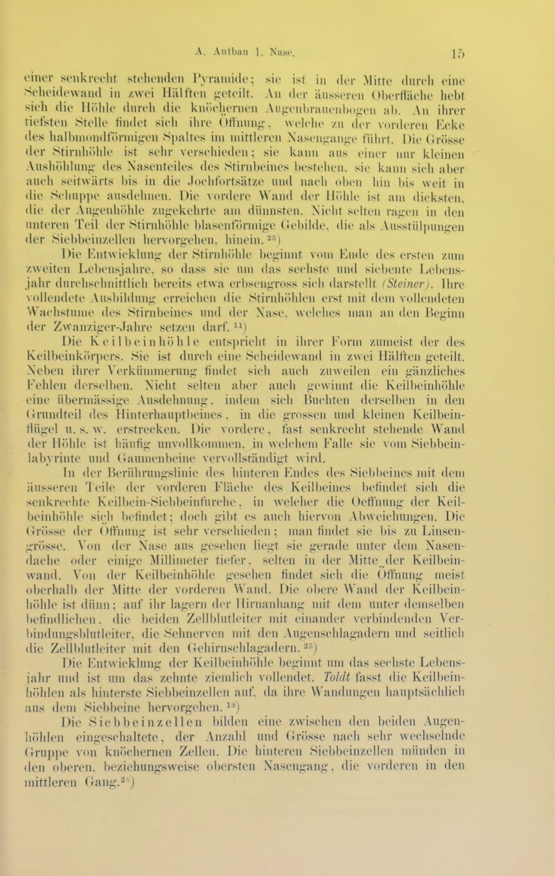 einer senkreclit stellenden IVraniide; sie ist in der Mitte durcli eine Selieidewand in /.wei Hälften .geteilt. An der äusseren OherHäelie hebt sieh die Höhle dureh die knöchernen Aiiii-enbrauenho^rn ah. An ihrer tictisten Stelle findet sieh ihre Oflniin^-. welche /.u der vorderen F.cke des halbniondtornii^en S])altes im mittleren Naseniian^^e führt. Die (irüsse der Stirnhidile ist sehr verschieden; sie kann aus einer nur klehien Anshöihhuiii' des Xasenteiles des Stirnheines bestehen, sie kann sich aber auch seitwärts bis in die .lochfortsätze und nach oben hin bis weit in die Schuppe ausdehnen. Die vordere Wand (h'r llJihle ist am dicksten, die der Au;;'enh(>hle /uj;-ekehrte am dünnsten. Nicht selten ra,i;en in den unteren Teil der Stirnhöhle bhisentTirmii;e (lebihle. die als Ausstülpun<;en <ler Siebbein/ellen hervori;-ehen. hinein.-'^') Die Kntwickluni;' der Stirnhöhle beu'imit \(>m F.nde des ersten zum zweiten Lebensjahre, so dass sie um das sechste und siebente Lebens- jahr durchschnittlich bereits etwa erhsenjiToss sich darstellt (Steiner). Ihre vollendete AusbiUhnii;' erreichen die Stirnhidden erst nüt dem vollendeten Wachstume des Stirnbeines und der Xase. welches man an den Beginn der Zwanziger-Jahre setzen darf. Die K e i 1 b e i n hö h 1 e entspricht in ihrer Form zumeist der des Keilbeink()r])ers. Sie ist durch eine Scheidewand in zwei Hälften geteilt. Neben ihrer Verkünnnerung tindet sich auch zuweilen ein gänzliches Fehlen dersell)en. Nicht selten aber auch gewinnt die Keilbeinhöhle eine übermässige Ausdehnung, indem sich leuchten derselben in den (irundteil des Hinterhauptbeines, in die grossen und kleinen Keilbein- tiügel U.S.W, erstrecken. Die vordere, fast senkrecht stehende Wand der Flöihle ist häufig nnvoUkonnnen. in welchem Falle sie vom Siebbein- labyrinte und (iaumenbeine vervollständigt wird. In der Herührungslinie des hinteren Endes des Siebbeines nut dem äusseren leih' der vorderen Fläche des Keilbeines befindet sich die senkrechte Keilbein-Siebbeinfurche. in welcher die Oeffnung- der Keil- beinhithle sich Ix'findet; doch gibt es auch hiervon Abweichungen. Die (Irösse der ()ffnung ist sehr verschieden ; man findet sie l)is zu Linsen- grösse. Von der Xase aus g-esehen liegt sie gerade unter dem Xasen- daclie (»(h'r einige Millimeter tiefer, selten in (k'r Mitte der Keilbein- wand. Von der Keilbeinhidde gesehen findet sich die Öffnung meist oberhalb der Mitte der vorderen Wand. Die obere Wand der Keilbein- liidde ist dünn; auf ihr lagern der Hirnaidiang nnt dem unter demselben befindlichen, die beiden Zellblutleiter mit einander verbindenden Ver- l»indungsblutlciter, die Sehnerven nnt den Augenschlagadern un<l seitlich die Zellblutleiter nnt den (lehirnschlag-adern. ^■') Die P'.ntwicklung der Keilbeinhidde beginnt um das sechste Lebens- jalir und ist um das zehnte ziendich vollendet. Toldt fasst die Keilbein- Iiölden als hinterste Siebbeinzellen auf, da ihre Wandungen hauptsächlich aus dem Siebbeine hervorgehen. Die Siebbeinzellen bilden eine zwischen den beiden Augen- höhlen eing-eschaltetc, der Anzahl und (Trosse nach sehr wechselnde (^rup])e von knöchernen Zellen. Die hinteren Siebbeinzellen nninden in den oberen. beziehung;sweise obersten Xasengang, die vorderen in den mittleren Oang-.^')