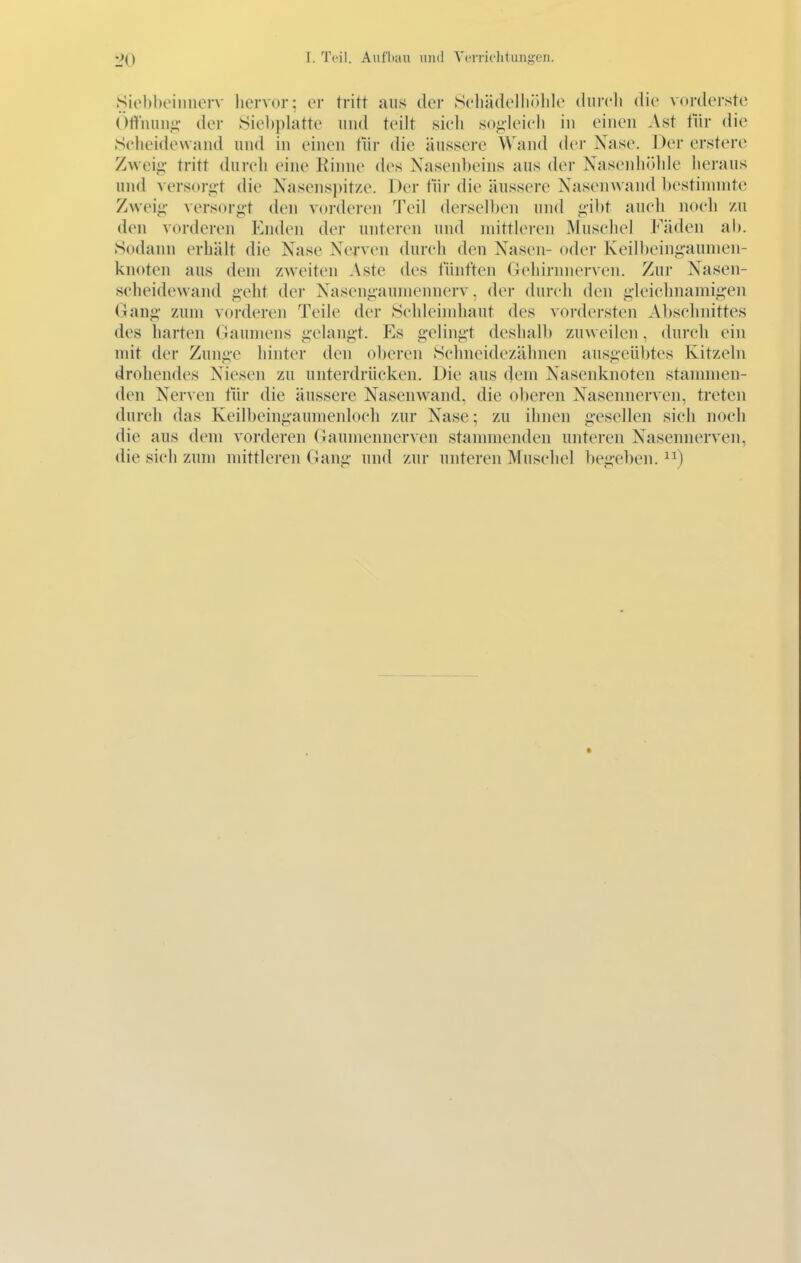 Siebbeiiinorv hervor; i-r tritt aus der Meliädelliölile clurcli die vorderste Ottiuiii^- der ►Siel)i)latte und teilt sich so^leieh in einen Ast für die Seheidewand und in einen Hir die äussere Wand der Nase. Der erstere Zweig- tritt durch eine Rinne des Nasenbeins aus der Naseidiidde lieraus und versorgt die Nasens])it/e. Der tiir die äussere Nasenwand bestinnntc Zweig versorgt den vorderen Teil derselben und gibt auch noeli zu den vorderen Enden der unteren und mittleren Muschel Fäden ab. »Sodann erhält die Nase Nerven durch den Nasen- oder Keilbeingannien- knoten aus dem zweiten Aste des fünften Gehirnnerven. Zur Nasen- seheidewand geht der Nasengaumennerv. der durch den gleichnamigen (iang zum vorderen Teile der Schleimhaut des vordersten Abschnittes des harten (laumens gelangt. Es gelingt deshalb zuweilen, durch ein mit der Zunge hinter den oberen Schneidezähnen ausgeübtes Kitzeln drohendes Niesen zu unterdrücken. Die aus dem Nasenknoten stammen- den Nerv en tür die äussere Nasenwand, die oberen Nasennerven, treten durch das Keilbeingaumeidoch zur Nase; zu ihnen gesellen sich noch die aus dem vorderen (^aumennerven stammenden unteren Nasennerven, die sich zum mittleren Gang und zur unteren Muschel begeben.