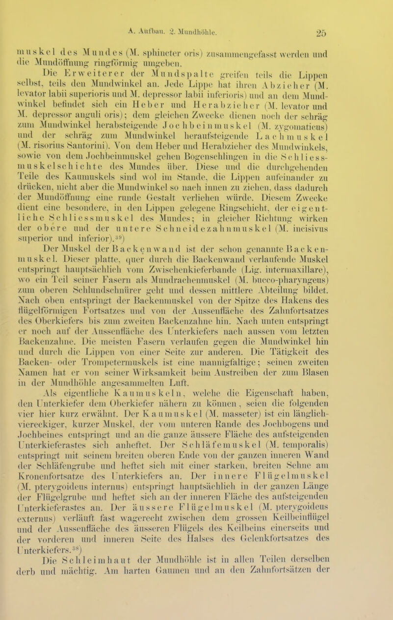 inuskol des Mundes (\[. spliiuctcr oris) /iisaimnonii'efasst wordcMi und die \lund()ffnuu«;' riui;tornii^' unii;clK'u. Die Er weiter er der .Mund8i)alte iireit'en teils die Lii)pen selbst, teils den Mundwinkel an. Jede Lippe hat ihren Abzieher (M. leyator labii superioris und M. depressor hibii int'erioris) und an dem Mund- winkel befindet sieh ein Heber und H e r a b z ie h c r (M. levator und M. depressor ani;uli oris); dein i;leielien Zweeke dienen noeh der sehräg- zum Mundwinkel herabsteii;-ende .1 o e h b e i n m u s k el (M. zypunatieus) und der sehräj;- zun) Mundwinkel heraufstei<;-ende L a e Ii m u s k e 1 {M. risorius 8antorini). Von dem lieber und Herabzieher des Mundwinkels, sowie von dem Joehbeinnmskel i;ehen BopMisehlini;-en in die Sehliess- muskelseh iehte des Mundes über. Diese und die durch^-ehenden Teile des Kaunmskels sind wol im Stande, die Lippen aufeinander zu drücken, nieht aber die Mundwinkel so naeh innen zu ziehen, dass dadurch der Mundött'min«;- eine runde Gestalt verliehen würde. Diesem Zwecke dient eine l)esondere, in den Lippen _i;'elej;'cne Hin^-sehicht, der e i ij;-e n t- l iche 8c h 1 i essm u s ke 1 iles Mun(les; in iiieicher Richtung- wirken der obere und der u ntere 8 c Iineid ezahn muske l (M. incisivus superior und inferior).^s*) Der Muskel der B a e k e n wan d ist der schon g-enannte B ack cn- muskel. Dieser platte, (juer durch die Backenwand verlaufende Muskel entsprini;-t haiiptsächlieli vom Zwischenkieferbande (Liü,'. interniaxillare), wo ein Teil seiner Fasern als ^lundracheiimuskel (M. bucco-pharvng-eus) zum oberen 8clilundsclinürer <;'eht und dessen mittlere Abteilung- bildet. Nach oben entspringt der Backeiimuskel von der 8pitze des Hakens des fiügelloriiiigeii Fortsatzes und von der Aussenfiäche des Zahnfortsatzes des Oberkiefers bis zum zweiten Backenzalme hin. Nach unten entspringt er noch auf der Aussenfiäche des l nterkiefers nach aussen vom letzten Backenzaline. Die meisten Fasern verlaufen gegen die Mundwinkel hin und durch die Lii)pen von einer 8eite zur anderen. Die Tätigkeit des Backen- oder Trompetermuskels ist eine mannigfaltige; seinen zweiten Namen hat er von seiner Wirksamkeit beim Austreiben der zum l)lasen in der Mundhidile angesammelten Luft. Als eigentliche Kaumuskeln, welche die Eigenschaft haben, den l'nterkiefer dem Oberkiefer nähern zu k(»niicii, seien die folgenden vier hier kurz erwähnt. Der Kaumuskel (M. masscter) ist ein länglich- viereckiger, kurzer Muskel, der vom unteren Kaiide des Jochbogeiis und Jochbeines entspringt und an die ganze äussere Fläche des aufsteigenden Lnterkieferastes sich anheftet. Der 8chläfemuskel (M. teinporalis) entspringt mit seinem breiten oberen Ende von der ganzen inneren Wand der 8chläfeiigrube und heftet sich mit einer starken, breiten 8eline am Kronenfortsatz(^ des rnterkiefers an. Der innere F1 ü g e 1 in u s kel (M. ])tervgoideus internus) entsj)ringt hauptsächlich in der ganzen Länge der Flügelgrube und heftet sich an der inneren Fläche des aufsteigenden l nterkieferastes an. Der äussere Flügelmuskel (M. ))terygoideus externus) verläuft fast wagerecht zwischen dem grossen KeilbeiiiHügel und der Aussenfiäche des äusseren Flügels des Keilbeins einerseits und der vorderen und inneren Seite des Halses des (lelenkfortsatzes des Interkiefers.-^^'^J Die Schleimhaut der MuiidlKthle ist in allen Teilen derselben derb und mächtig. Am harten Gaumen und an den Zalmfbrtsätzen der