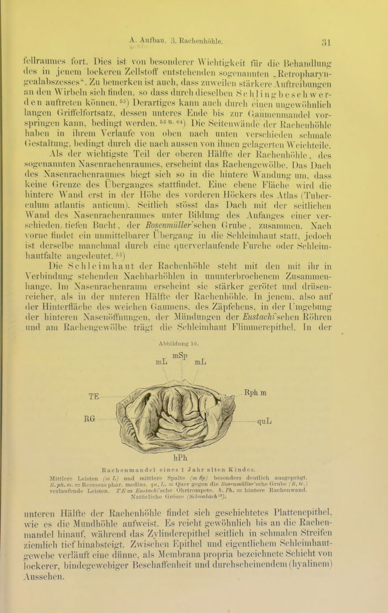 fcllraunu's fort. Dies ist von hesoiidiTcr \Vi('liti<ik('it tVir die IVliaiidluni;- des in jonom lockeron Zellstot^' entstellenden so-iciannten ..Retro[>liarvii- li'ealabs/esses. Zu bemerken ist aueli, dass zuweilen stärkere Aut'treil)un<;-en an den Wirbeln sieh tinden, so dass dureh dieselben Se Ii 1 i n^- b e se h w e r- den auftreten kJhinen.'^•^) l)erartii;vs kaini auch dureh einen un<;'ew(>hnlieh lauiren (Iritfelfortsatz, dessen unteres Knde bis zur (iaunienniandel vor- sprinji-en kann, bedini;t werden. Die Seitenwände der Kaelienh()lile haben in ihrem Verlaufe von oben nach unten verschieden sclnnale (iestaltnn«;-. bedini;-t durch die nach aussen von ihnen iielai;-erten Weichteile. Als der wichtiii-stc Teil der oberen Hälfte der Rachenhiihie, des so<;vnannten Xasenraehenraumes, erscheint das Racheni;vvvr»lbe. Das Dach des Nasenrachenraumes \nc<^t sieh so in die hintere \^'andunJ;• um, dass keine Grenze des Überpinji-es statttiiulet. Kine ebene Fläche wird die hintere Wand erst in der Höhe des vorderen HiUdvcrs des Atlas (Tuber- culum atlantis anticum). Seitlich stösst das Dach mit der seitlichen Wand des Xasenraehenraumes unter lüldun^' des Anfaiii;es einer ver- schieden, tiefen Ihu'ht. der Bosenmüller svhcn (ürube. zusanmten. Nach vorne tindet ein unmitteli>arer rberi;-ani;- in die Schleimhaut statt, .jedoch ist derselbe manchmal durch eine (luerverlaufende Furche oder Schleim- hautfalte ani;-edeutet. •''^) Die Schleimhaut der Rachenh(»hle steht mit den mit ihr in N'erbindunii' stehenden NachbarhiUden in ununterbrochenem Zusammen- han,i;-c. Im Nasenrachenraum ersclieint sie stärker ii'erötet und drüsen- reicher, als in der unteren Hälfte der Raclienhöhle. In jenem, also auf der Hintertiäche des weichen (iaumens. des Zäpfchens, in der Uniü-ebung der Innteren Nasen(»tfnuni;'en, der Münduni^en der Eustachi Richen Röhren und am Rachen<;ew(ilbe träi:t die Schlehnhaut Flinnnerepithel. In der Al>bil(luns 10. mh ^ niL Ha c h e n m a n (1 (.'1 eines 1 Jahr alten Kindes. Mittlere Leisten (m T,) und mittlere Spalte (m Sp) besonders deutlich ansRepriiRt. /:.pli. 711. =. Recessus phar. medius. qii. L. - (^uer Ko<;en die ItoKfnmüUer'fCho Cmihe (l(. (r.) verlaufende Leisten. TK = Em-taihische Ohrtrompete. A. PÄ. = hintere Kachenwand. Natürliche (iriisse (^liiwaliarh''''). unteren Hälfte der Raehenhöhle tindet sich ^•escliichtetes riattencpitlu^l. wie es die Mundhi»hle aufweist. Fs reicht ^-ewöhnlicli Iiis an di(^ Rachen- mandel hinauf, während das Z\'lindere])ithel seitlich in schmalen Streifen ziemlich tief hinabsteii;-t. Zwischen F[)ithel und eigentlichem Sclileimhaut- i;'cwebe verläuft eine dünne, als Membrana pro]n-ia bezeiehiietc Sehieht von lockerer, bindegewebiger Beschaffenheit und durchseheinendem (hyalinem) Ausselien.