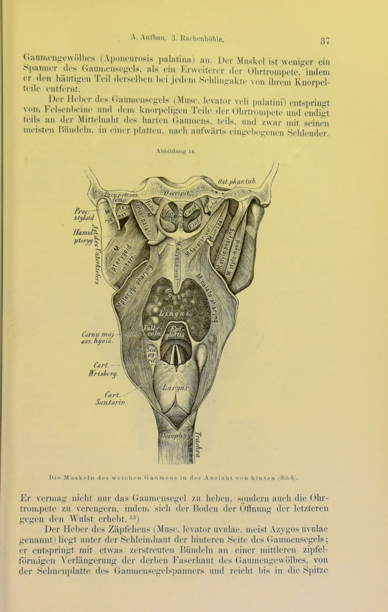 (.aimuMi-owiHhes (Apoueun.sis palatina) au. Der Muskel ist weniger eiu .Spanner des (iaumeuse^vls. als ein Ervveiterer der Ohrtrompete, indem er den häuti-eu Teil derselben hei jedem Sddiu-akte von ihrem Knori)el- teiU' entferut. Der lieber des (iaumensei;els (Muse, levator veli palatini) entsprinn't v<nh Felsenbeine und dem kuorpeliiien Teile der Ohrtrouipete und endigt teils an der Mittelnalit des harten (laumens. teils, und zwar mit seinen meisten lüindehi. in einer platten, naeh aufwärts einj;-eboi;-enen Schleuder. Alibildmig U. Cornu 7/1(1/- - ess.hyoiii. Cart. Wrisbertj. ' ' Cirt. Santo rill Dil- Muskeln des weiclicii (i a ii in c ii s in der Ausiclit von hinten iScörk). Er verniaij; nielit nur das Oaumensei»el zu heben, sondern auch die Ohr- tnnnpete zu verenn-ern. indeni sich der 15oden der Öffnung' der letzteren ^•e.i;en den Wulst erhebt. ''^) Der Heber des Zäpfchens (Muse, levator uvulae. meist Azy^-os uvulac i;eimnnt) lie^'t unter der Schleinihaut der hinteren Seite des Gaumensegels; er entspringt mit etwas zerstreuten IJündeln an einer mittleren zipfel- föniiigen Verlängerung der derben Faserhaut des ([aumengewidbes, von der Sehnenplatte des (laumeiisegelsi)anners und reicht bis in die Spitze