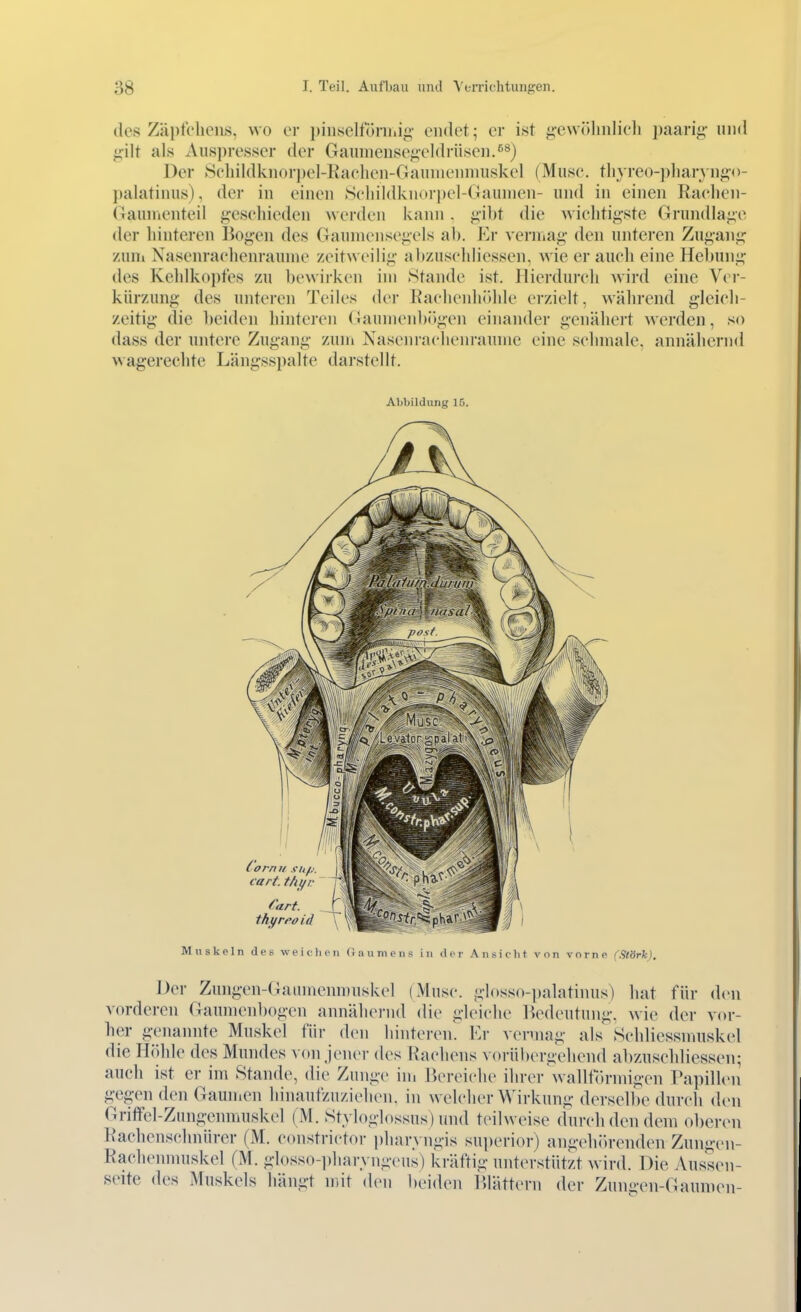 des Zäi)tclieiLS, wo er j)insclförihif;- endet; er ist gewöhnlieli paarig- und gilt als Auspresscr der Gauniensegeldriisen.^^) Der Seliildknorpel-Kachen-Gamnenmuskel (Muse, tliyreo-pliar} ngo- j)alatinus), der in einen Seiiiidknoriiel-Gauinen- und in einen Rachen- Gaunienteil gesehieden werden kann . gi])t die wichtigste Grundlage der hinteren Bogen des Gaumensegels ah. Er vermag den unteren Zugang zuHi Nasenraehenraunie zeitweilig ahzuschliessen. wie er auch eine Hehung des Kehlkopfes zu bewirken im Stande ist. Hierdurch wird eine Ver- kürzung des unteren Teiles der Rachenhöhle erzielt, wälirend gleich- zeitig die heiden hinteren (iaumenh()gen einander genähert werden, so dass der untere Zugang zum Nasenrnchenraunie eine schmale, annähernd wagereehte Längsspalte darstellt. Abbildung 15. Muskeln des weiclien (iaumens in der Ansicht von vorne (Slörk). Der Zungen-(}aumcnmuskel (Muse, glosso-palatinus) hat für den vorderen Gaumenhogen annähernd die gleiche IVdeutung. wie der vor- her genannte Muskel für (Umi hintei-eiK Kr vennag als Schliessinuskel die Hölile des Mundes ^ ()n jener des Rachens vorübergehend abzuschliessen; auch ist er im Stande, die Zunge im Bereiche ihrer walltormigen T*apillen gegen den Gamnen hinaufzuziehen, in welcher Wirkung dersellie durch den Griffel-Zungenmuskel (M. Styloglossus) und teilweise durch den dem oberen Raehenschnürer (M. constrictor pharyngis sui)erior) angehih-enden Zungen- Rachenmuskel (M. glosso-pharyngeiis) kräftig unterstützt wird. Die Aussen- seite des Muskels hängt mit den beiden IMättern der Zungen-Gaumen-