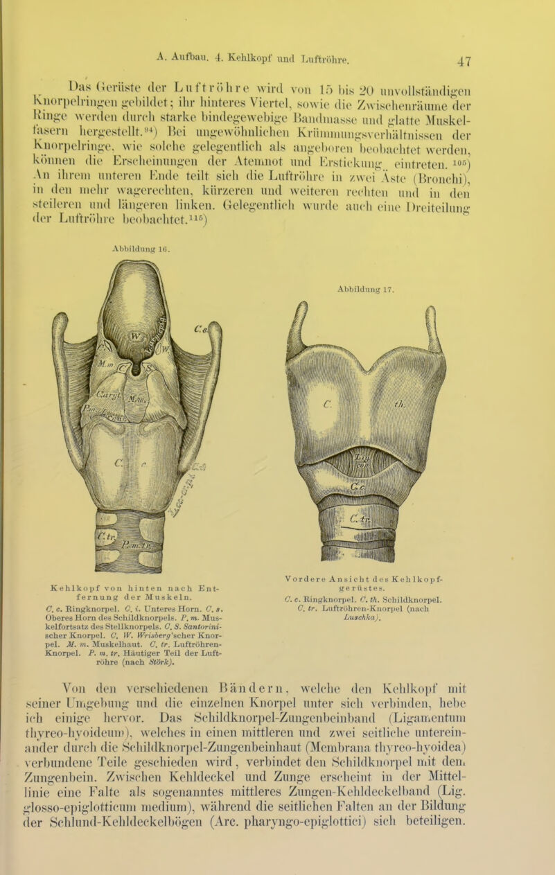 Das (ieriisto der Luftröhre wird von lö bis 20 iinvollstäiHliiiCii Ivnorpdrin^-on ii-ol)il<k't; ilir hinteres Viertel, sowie die Zwischeiiränine der Hini;e werden durch starke binde^-ewebi^e Handniasse und ^-hitte Muslvel- tasern hergestellt.-'^) Hei unj;-ewöhnliehen Kriinniuni^sverhältnissen der Knorpelriniie. wie solehe ^-ele^^-entlieh als an.uehoren beobachtet werden, l-vinuien die Krscheinun^en der Ateninot und Kr.stickun^- eintreten, '^j An ihrem unteren iMide teilt sich die Luftröhre in zwei Äste (Bronchi), in den mehr waj;-erechten, kürzeren und weiteren rechten und in den' steileren und läni;eren linken. Gelej»'entlich wurde auch eine Dreiteihuif der Luftritlire beobachtet.i) ^ Abbildung Iti. Vordere Ansicht des Kehlkopf- Kehlk()pf von hinten nach Ent- gerüstes. fernung der Muskeln. C.c. Eingknorpel. C. <Ä. Scliildknorpel. <7. c. Ringknorpel. 0. i. Unteres Horn. C.s. C. tr. Luftröhren-Knorpel (nach Oberes Horn des Schildknorpels. m. Mus- Luschka). kelfortsatz des Stellknorpels. C. S. Santorini- scher KnorjJel. ü. W. Wrisherg'^chev Knor- pel. M. in. Muskelhaut. C. tr. Luftrohren- Knorpel. P. m. tr. Häutiger Teil der Luft- röhre (nach Ütörk). Von den verschiedenen Bändern, welche den Kehlkopf mit seiner Lni^x'buii.i;- und die einzelnen Knorpel unter sich verbinden, hebe ich einii;'e hervor. Ua.s 8cliildknorpel-Zung-enbcinband (Lipimcntum thyreo-hvoideum), vvelclies in einen mittleren und zwei seitliche unterein- ander durch die Schildknor])el-Zung-enbeinhaut (Membrana thyreo-hyoidea) \erbun(lene Teile i;-escliieden wird, verbindet den Schildknorpel mit den. Zun<;-enl)ein. Zwischen Kehldeckel und Zunge erscheint in der Mittel- linie eine P^alte als sogenanntes mittleres Zungen-Kelildcckelband (Lig. glosso-epiglotticum medium), während die seitlichen Falten an der Bildung der Schlund-Kehldeckelbögen (Are. pharyngo-epiglottici) sich beteiligen.