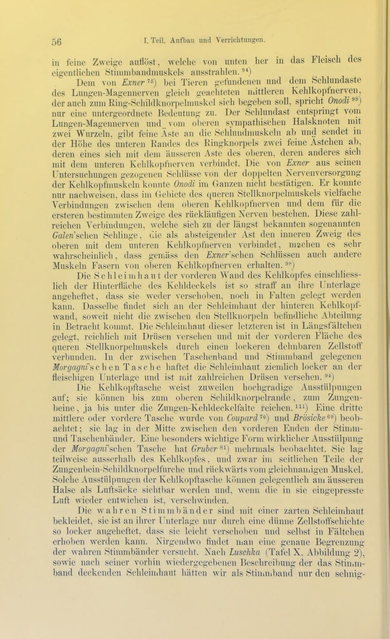 in feine Zweig-e auflöst, welche von unten her in das Fleisch des eigentlichen .Stimnibandmuskels aussti-ahlen. Dem von Exner''^) bei Tieren gefundenen und dem Schlundaste des Lungen-Magennerven gleich geachteten Uiittleren Kehlkopfnerven, der auch zum Ring-Schildknorpehnuskel sich begelien soll, spricht Onodi »s) nur eine untergeordnete liedeutung /al Der Schlundast entspringt vom Lungen-Magennerven und . vom oberen sym])athischen Halsknoten mit zwei Wurzeln, gil)t feine Äste an die Schiundmuskeln ab und sendet in der Höhe des unteren Randes des Ringknorpels zwei feine Astchen ab, deren eines sich mit dem äusseren Aste des oberen, deren anderes sich mit dem unteren Kehlkoi)fnerven verl)indct. Die von Exner aus seinen Untersuchungen gezogenen Schlüsse von der doj)])elten Nervenversorgung der Kehlkoptmuskeln konnte Onodi im Ganzen nicht bestätigen. Er konnte nur nachweisen, dass im Gebiete des queren Stellknorpelnuiskels vielfache Verbindungen zwischen dem oberen Kchlko])fncrven und dem für die ersteren bestimmten Zweige des rückläutigen Nerven bestehen. Diese zahl- reichen Verbindungen, welche sich zu der längst l)ekannten sogenannten Gcden'üchen Schlinge, uie als absteigender Ast den inneren Zweig des oberen mit dem unteren Kehlkoi)fnerven verl)indet, machen es sehr wahrscheinlich, dass gemäss den Exner'Hchcn Schlüssen auch andere Muskeln Fasern von oberen Kehlkopfnerven erhalten. ^'') Die Schleimhaut der vorderen Wand des Kehlkopfes einschliess- lich der Hinterfläche des Kehldeckels ist so straff an ihre Unterlage angeheftet, dass sie weder verschoben, noch in Falten gelegt werden kann. Dasselbe findet sich an der Schleimhaut der hinteren Keblko])f- wand, soweit nicht die zwischen den Stellknori)eln befindliche Abteilung in Betracht konnnt. Die Schleimhaut dieser letzteren ist in Längsfältchen gelegt, reichlich mit Drüsen versehen und mit der vorderen Fläche des queren Stellknorpelmuskels durch einen lockeren dehnbaren Zellstoff verbunden. In der zwischen Taschenband und Stinnnband gelegenen ilfo7^^«(/;zi's c h e n T a s c h e haftet die Schleimhaut ziendich locker an der fleischigen Unterlage und ist mit zahlreichen Drüsen versehen. Die Kehlko})ftasclie weist zuweilen hochgradige Ausstül]nnigen auf; sie können bis zum ol)eren Sehildknor])elrande, zum Zungen- beine, ja bis unter die Zungen-Kehldeckelialte reichen. ^^^) Eine dritte mittlere oder vordere Tasche Avurde von Coupard''^) und Brösicke^^) beob- achtet; sie lag in der Mitte zwischen den vorderen Enden der Stimm- und Taschenbänder. Eine besonders wichtige Form wirklicher Ausstülpung der Morgagni fachen Tasche hat Griiber^^) mehrmals l)eo])achtet. Sie lag teilweise ausserhalb des Kehlko])fes. und ZAvar im seitlichen Tede der Zungenbein-Schildknorpelfurche und rückwärts vom glcichnaniigen Muskel. Solche Ausstülpungen der Kehlko])ftasche können gelegentlich am äusseren Halse als Luftsäcke sichtbar werden und, wenn die in sie eingepresste Luft wieder entwichen ist, verschwinden. Die wahren Stimmbänder sind mit einer zarten Schleimhaut bekleidet, sie ist an ihrer Unterlage nur durch eine dünne Zellstoffschichte so locker angeheftet, dass sie leicht verschoben und selbst in Fältchen erhoV)en werden kann. Nirgendwo findet nian eine genaue Begrenzung der wahren Stinnnl)änder versucht. Nach Luschka (Tafel X, Abbildung 2), sowie nach seiner vorhin wiedergegebenen Beschreibung der das Stiuim- band deckenden Schleindiaut hätten wir als Stinauband nur den sehnig-