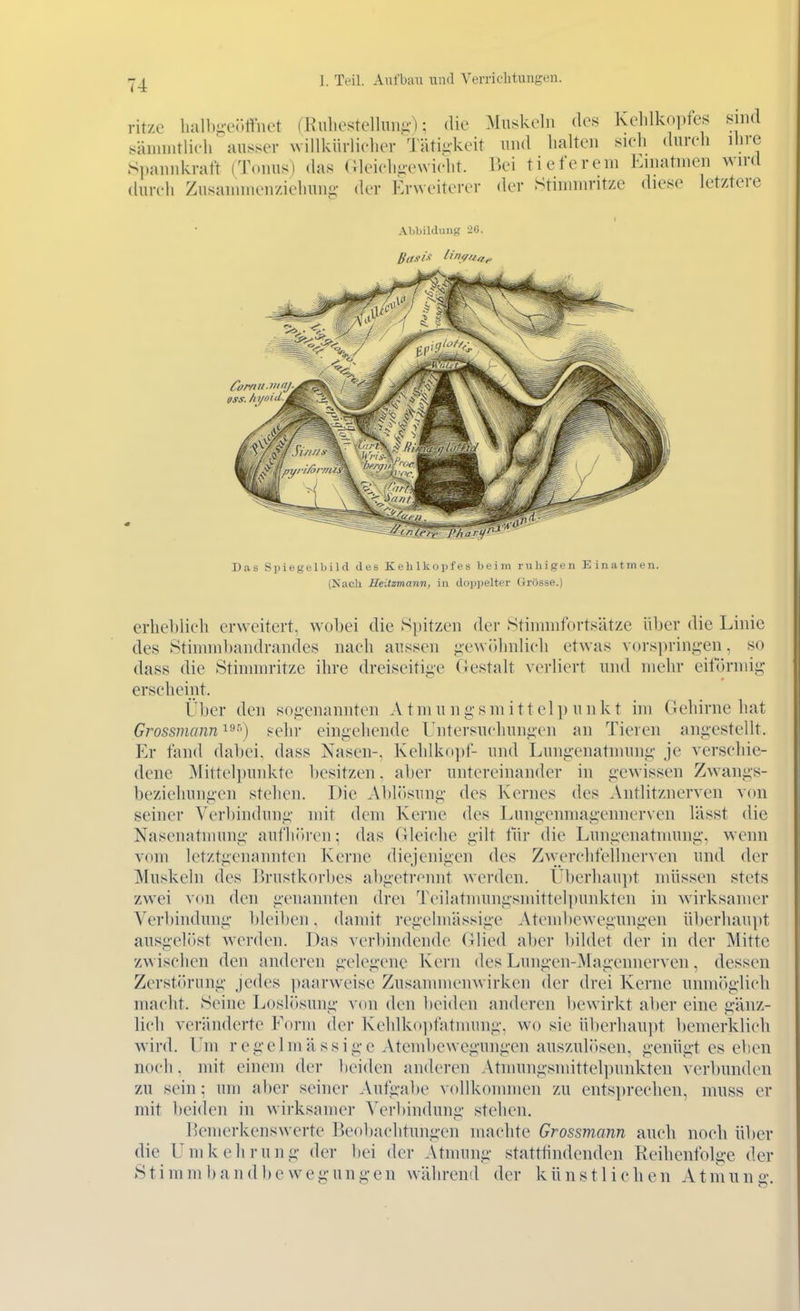 ritze lialb-ei-.ttnet (Kuliestellunu); die Muskeln des ]vchlkoi)fes sind säninitlicir ausser willkürlielier Täti-keit und halten sudi dureh ihre S])annkraft (Tonus) das (ileichii-ewicht. l>ei tieferem Einatmen wird durch Zusammen/iehun- der f:rweiterer der Stimmritze diese letztere Abbildung 20. Das Spiegelbild des Kehlkopfes beim ruhigen Einatmen. (Nach Mtitzmann, in doppelter (irös.5e.) erheblich erweitert, wobei die Spitzen der Stimmfortsätze über die Linie des Stimmbandrandes nach aussen j;ew()hnlieh etwas vorspring-en, so dass die Stimmritze ihre dreiscitij^-e Gestalt verliert und mehr eitormi^ erseheint. Über den sogenannten A tniu n g sm i 11 elp u n k t im Gehirne hat Grossmann sehr eingehende Untersuchungen an Tieren angestellt. Er fand dabei, dass Nasen-, Kehlkopf- und Lungenatmung je verschie- dene Mittel}mnkte besitzen. aber untereinander in gewissen Zwangs- beziehungen stehen. Die Ablösung des Kernes des Antlitznerven von seiner Verbindung mit dem Kerne des Lungenmagennerven lässt die Nasenatmung aufliiiren; das Gleiche gilt tlir die Lungenatniung, wenn vom letztgenannten Kerne diejenigen des Z^vercllfellnerven und der Muskeln des Ih'ustkorlies abgetronnt werden. Überhaupt müssen stets zwei von den genannten drei Teilatmungsmittelpunkten in wirksamer Verbindung bleiben. damit regelmässige Atembewegungen überhaupt ausgelöst werden. Das verbindende (ilied aber bildet der in der Mitte zwischen den anderen gelegene Kern des Lungen-Mageniierven, dessen Zerstörung jedes ])aarweise Zusannnenwirken der drei Kerne unmöglich macht. Seine Loslosung von den beiden anderen bewirkt aber eine gänz- lich veränderte Eorm der Kehlkopfätmung, wo sie überhaupt bemerklicli wird. Um regelmässige Atembewegungen auszul(»sen, genügt es eben noch, mit einem der beiden anderen Atmuiigsmittel])unkten verbunden zu sein; um aber seiner Aufgabe vollkommen zu entsprechen, muss er mit beiden in wirksamer Verbindung stehen. Bemerkenswerte Beobachtungen machte Grossm,ann auch noch über die Umkehrung' der bei der Atmung stattfindenden Reihenfolge der Stimm band be weg ungen während der künstlichen Atmuno-