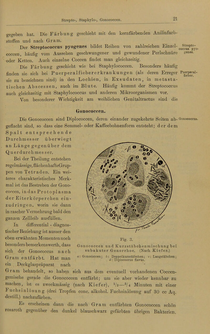 Strepto-, Staphylo-, Gonococcen. gegeben hat. Die Färbung geschieht mit den kernfärbenden Anilinfarb- stoffen und nach Gram. Der Streptococcus pyogenes bildet Reihen von zahlreichen Einzel- coccen, häufig vom Aussehen geschwungener und gewundener Perlschnüre oder Ketten. Auch einzelne Coccen findet man gleichzeitig. Die Färbung geschieht wie bei Staphylococcen. Besonders häufig finden sie sich bei Puerperalfieber er krank ungen (als deren Erreger sie zu bezeichnen sind) in den Lochien, in Exsudaten, in metasta- tischen Abscessen, auch im Blute. Häufig kommt der Streptococcus auch gleichzeitig mit Staphylococcus und anderen Mikroorganismen vor. Von besonderer Wichtigkeit am weiblichen Genitaltractus sind die Gonococcen. Die Gonococcen sind Diplococcen, deren einander zugekehrte Seiten ab- geflacht sind, so dass eine Semmel- oder Kaffeebohnenform entsteht; der dem Spalt entsprechende Durchmesser überwiegt an Länge gegenüber dem Querdurch messer. Bei der Theilung entstehen regelmässige, flächenh afteGrup- pen von Tetraden. Ein wei- teres charakteristisches Merk- mal ist das Bestreben der Gono- coccen, in das Protoplasma der Eiterkörperchen ein- zudringen, worin sie dann in rascher Vermehrung bald den ganzen Zellleib ausfüllen. In differential - diagnos- tischer Beziehung ist ausser den eben erwähnten Momenten noch besonders bemerkenswerth, dass sich der Gonococcus nach Gram entfärbt. Hat man ein Deckglaspräparat nach Gram behandelt, so haben sich aus dem eventuell vorhandenen Coccen- gemische gerade die Gonococcen entfärbt; um sie aber wieder kennbar zu machen, ist es zweckmässig (nach Kiefer), 1/2——3/4 Minuten mit einer Fuchsinlösung (drei Tropfen conc. alkohol. Fuchsinlösung auf 30 cc Aq. destill.) nachzufärben. Fig. 3. Gonococcen und Kurzstäbchenmischung bei subakuter Gonorrhoe. (Nach Kiefer.) a: Gonococcen; b: Doppolkurzstäbchen; c: Längstäbchen; d: Diplococcus iltwus. Es erscheinen dann die nach Gram entfärbten Gonococcen scbön rosaroth gegenüber den dunkel blauschwarz gefärbten übrigen Bakterien. Strepto- coccus pyo- genes. Puerperal- fieber. Gonococcus.