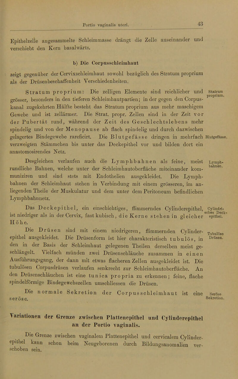 Portio vaginalis uteri. Epithelzelle angesammelte Schleimmasse drängt die Zelle auseinander und verschiebt den Kern basalwärts. b) Die Corpusschleimhaut zeigt gegenüber der Cervixschleimhaut sowohl bezüglich des Stratum proprium als der Drüsenbeschaffenheit Verschiedenheiten. Stratum proprium: Die zelligen Elemente sind reichlicher und Statrum . . . proprium. grösser, besonders in den tieferen Schleimhautpartien; in der gegen den Corpus- kanal zugekehrten Hälfte besteht das Stratum proprium aus mehr maschigem Gewebe und ist zellärmer. Die Strat. propr. Zellen sind in der Zeit vor der Pubertät rund, während der Zeit des Geschlechtslebens mehr spindelig und von der Menopause ab flach spindelig und durch dazwischen gelagertes Bindegewebe rareficirt. Die Blutgefässe dringen in mehrfach Blutgefässe, verzweigten Stämmchen bis unter das Deckepithel vor und bilden dort ein anastomosirendes Netz. Desgleichen verlaufen auch die Ly mph bahnen als feine, meist Lymph- rundliche Bahnen, welche unter der Schleimhautoberfläche miteinander kom- bahnen’ muniziren und sind stets mit Endothelien ausgekleidet. Die Lymph- bahnen der Schleimhaut stehen in Verbindung mit einem grösseren, im an- liegenden Theile der Muskulatur und dem unter dem Peritoneum befindlichen Lymphbahnnetz. Das Deckepithel, ein einschichtiges, flimmerndes Cylinderepithel, Cylindri- ist niedriger als in der Cervix, fast kubisch , die Kerne stehen in gleicher epithei.' Höhe. Die Drüsen sind mit einem niedrigeren, flimmernden Cylinder- ^ubulöse epithei ausgekleidet. Die Drüsenform ist hier charakteristisch tubulös, in Drüsen- den in der Basis der Schleimhaut gelegenen Theilen derselben meist ge- schlängelt. \ ielfach münden zwei Drüsenschläuche zusammen in einen Ausführungsgang, der dann mit etwas flacheren Zellen ausgekleidet ist. Die tubulösen Corpusdrüsen verlaufen senkrecht zur Schleimhautoberfläche. An den Drüsenschläuchen ist eine tunica propria zu erkennen; feine, flache spindelförmige Bindegewebszellen umschliessen die Drüsen. Die normale Sekretion der Corpusschleimhaut ist eine Seröse seröse. Sekretion. Variationen der Grenze zwischen Plattenepithel und Cylinderepithel an der Portio vaginalis. Die Grenze zwischen vaginalem Plattenepithel und cervicalem Cylinder- epithel kann schon beim Neugeborenen durch Bildungsanomalien ver- schoben sein.