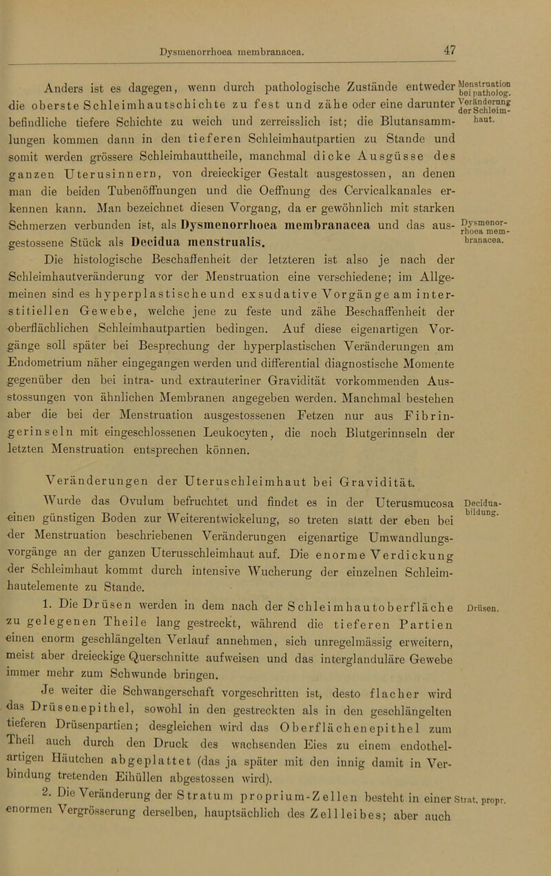 Dysmenorrhoea membranacea. branacea. Anders ist es dagegen, wenn durch pathologische Zustände entweder^“patholog die oberste Schleimhau tschi eilte zu fest und zähe oder eine darunter derlchiohn- befindliche tiefere Schichte zu weich und zerreisslich ist; die Blutansamm- haut lungen kommen dann in den tieferen Schleimhäutpartien zu Stande und somit werden grössere Schleirahauttheile, manchmal dicke Ausgüsse des ganzen Uterusinnern, von dreieckiger Gestalt ausgestossen, an denen man die beiden Tubenöffnungen und die Oeffnung des Cervicalkanales er- kennen kann. Man bezeichnet diesen Vorgang, da er gewöhnlich mit starken Schmerzen verbunden ist, als Dysmenorrhoea membranacea und das aus- ^ysmenor-^ gestossene Stück als Decidua menstrualis. Die histologische Beschaffenheit der letztei’en ist also je nach der Schleimhautveränderung vor der Menstruation eine verschiedene; im Allge- meinen sind es hyperplastische und exsudative Vorgänge am inter- stitieilen Gewebe, welche jene zu feste und zähe Beschaffenheit der oberflächlichen Schleimhautpartien bedingen. Auf diese eigenartigen Vor- gänge soll später bei Besprechung der hyperplastischen Veränderungen am Endometrium näher eingegangen werden und differential diagnostische Momente gegenüber den bei intra- und extrauteriner Gravidität vorkommenden Aus- stossungen von ähnlichen Membranen angegeben werden. Manchmal bestehen aber die bei der Menstruation ausgestossenen Fetzen nur aus Fibrin- gerinseln mit eingeschlossenen Leukocyten, die noch Blutgerinnseln der letzten Menstruation entsprechen können. Veränderungen der Uteruschleimhaut bei Gravidität. Wurde das Ovulum befruchtet und findet es in der Uterusmucosa Decidua- einen günstigen Boden zur Weiterentwickelung, so treten statt der eben bei b,1'luns' der Menstruation beschriebenen Veränderungen eigenartige Umwandlungs- vorgänge an der ganzen Uterusschleimhaut auf. Die enorme Verdickung der Schleimhaut kommt durch intensive Wucherung der einzelnen Schleim- hautelemente zu Stande. 1. Die Drüsen werden in dem nach der Schleimhautoberfläche Drüsen, zu gelegenen Theile lang gestreckt, während die tieferen Partien einen enorm geschlängelten Verlauf annehmen, sich unregelmässig erweitern, meist aber dreieckige Querschnitte aufweisen und das interglanduläre Gewebe immer mehr zum Schwunde bringen. Je weiter die Schwangerschaft vorgeschritten ist, desto flacher wird das Drüsenepithel, sowohl in den gestreckten als in den geschlängelten tieferen Drüsenpartien; desgleichen wird das Oberflächenepithel zum Theil auch durch den Druck des wachsenden Eies zu einem endothel- artigen Häutchen abgeplattet (das ja später mit den innig damit in Ver- bindung tretenden Eihüllen abgestossen wird). 2. Die Veränderung der Stratum proprium-Zellen besteht in einer strat.ProPr. enormen Vergrösserung derselben, hauptsächlich des Zell lei bes; aber auch