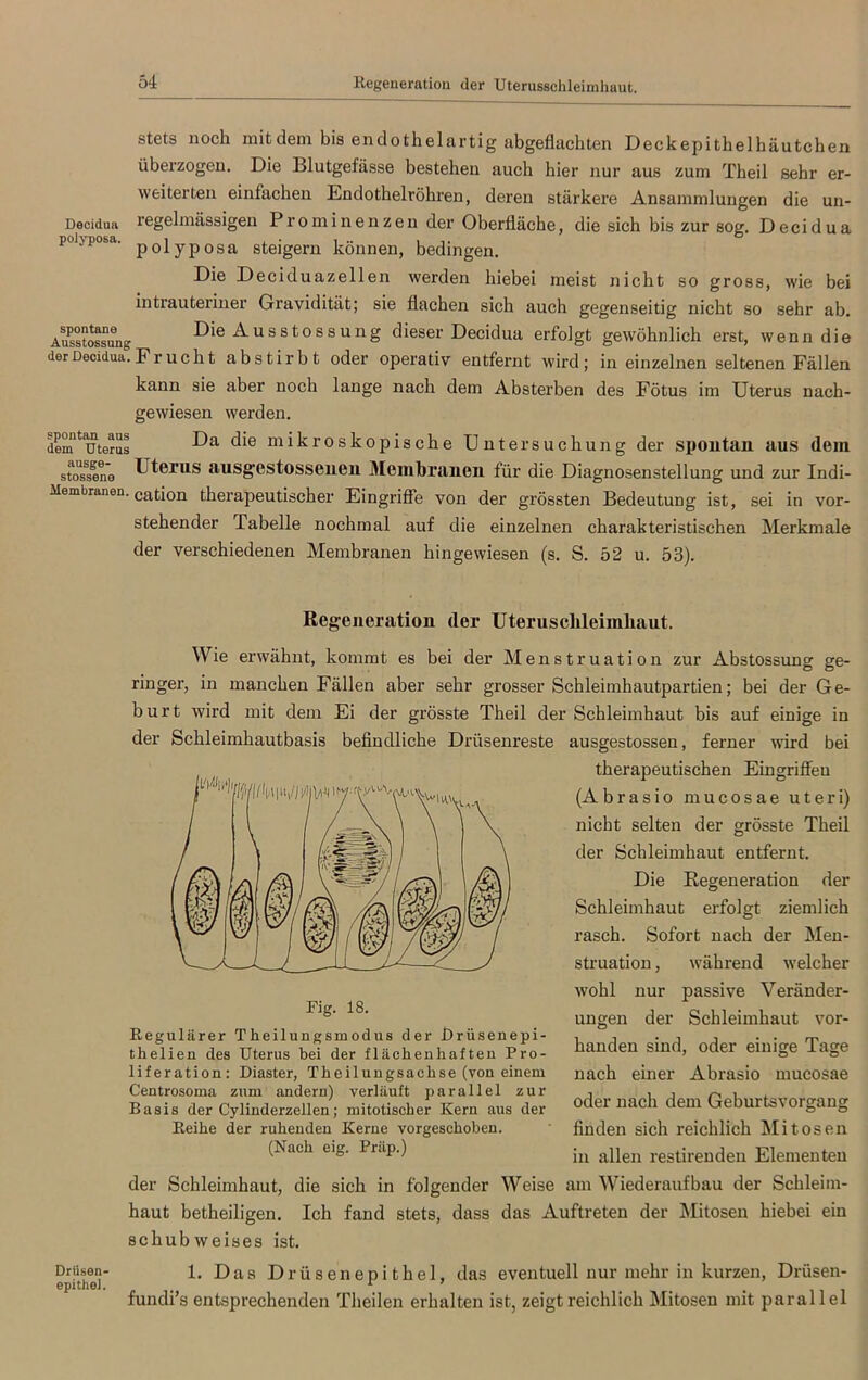 Decidua polyposa. spontane Ausstossung der Decidua. spontan aus dem Uterus ausge- stossene Membranen. stets noch mit dem bis endotlielartig abgeflachten Deckepithelhäutchen überzogen. Die Blutgefässe bestehen auch hier nur aus zum Theil sehr er- weiterten einfachen Endothelröhren, deren stärkere Ansammlungen die un- regelmässigen Prominenzen der Oberfläche, die sich bis zur sog. Decidua polyposa steigern können, bedingen. Die Deciduazellen werden hiebei meist nicht so gross, wie bei intrauteriner Gravidität; sie flachen sich auch gegenseitig nicht so sehr ab. Die Ausstossung dieser Decidua erfolgt gewöhnlich erst, wenn die Frucht abstirbt oder operativ entfernt wird; in einzelnen seltenen Fällen kann sie aber noch lange nach dem Absterben des Fötus im Uterus nach- gewiesen werden. Da die mikroskopische Untersuchung der spontan aus dem Uterus ausgestosseuen Membranen für die Diagnosenstellung und zur Indi- cation therapeutischer Eingriffe von der grössten Bedeutung ist, sei in vor- stehender Tabelle nochmal auf die einzelnen charakteristischen Merkmale der verschiedenen Membranen hingewiesen (s. S. 52 u. 53). Regeneration der Uteruschleimliaut. Wie erwähnt, kommt es bei der Menstruation zur Abstossung ge- ringer, in manchen Fällen aber sehr grosser Schleimhautpartien; bei der Ge- burt wird mit dem Ei der grösste Theil der Schleimhaut bis auf einige in der Schleimhautbasis befindliche Drüsenreste ausgestossen, ferner wird bei therapeutischen Eingriffen (A b r a s i o mucosae Uteri) nicht selten der grösste Theil der Schleimhaut entfernt. Die Regeneration der Schleimhaut erfolgt ziemlich rasch. Sofort nach der Men- struation , während welcher wohl nur passive Veränder- ungen der Schleimhaut vor- handen sind, oder einige Tage nach einer Abrasio mucosae oder nach dem Geburtsvorgaug finden sich reichlich Mitosen in allen restirenden Elementen Fig. 18. Regulärer Theilungsmodus der Drüsenepi- thelien des Uterus bei der fläehenhafteu Pro- liferation: Diaster, Theilungsacbse (von einem Centrosoma zum andern) verläuft parallel zur Basis der Cylinderzellen; mitotischer Kern aus der Reihe der ruhenden Kerne vorgeschoben. (Nach eig. Präp.) Drüsen- epithel. der Schleimhaut, die sich in folgender Weise am Wiederaufbau der Schleim- haut betheiligen. Ich fand stets, dass das Auftreten der Mitosen hiebei ein schubweises ist. 1. Das Drüsenepithel, das eventuell nur mehr in kurzen, Drüsen- fundi’s entsprechenden Theilen erhalten ist, zeigt reichlich Mitosen mit parallel