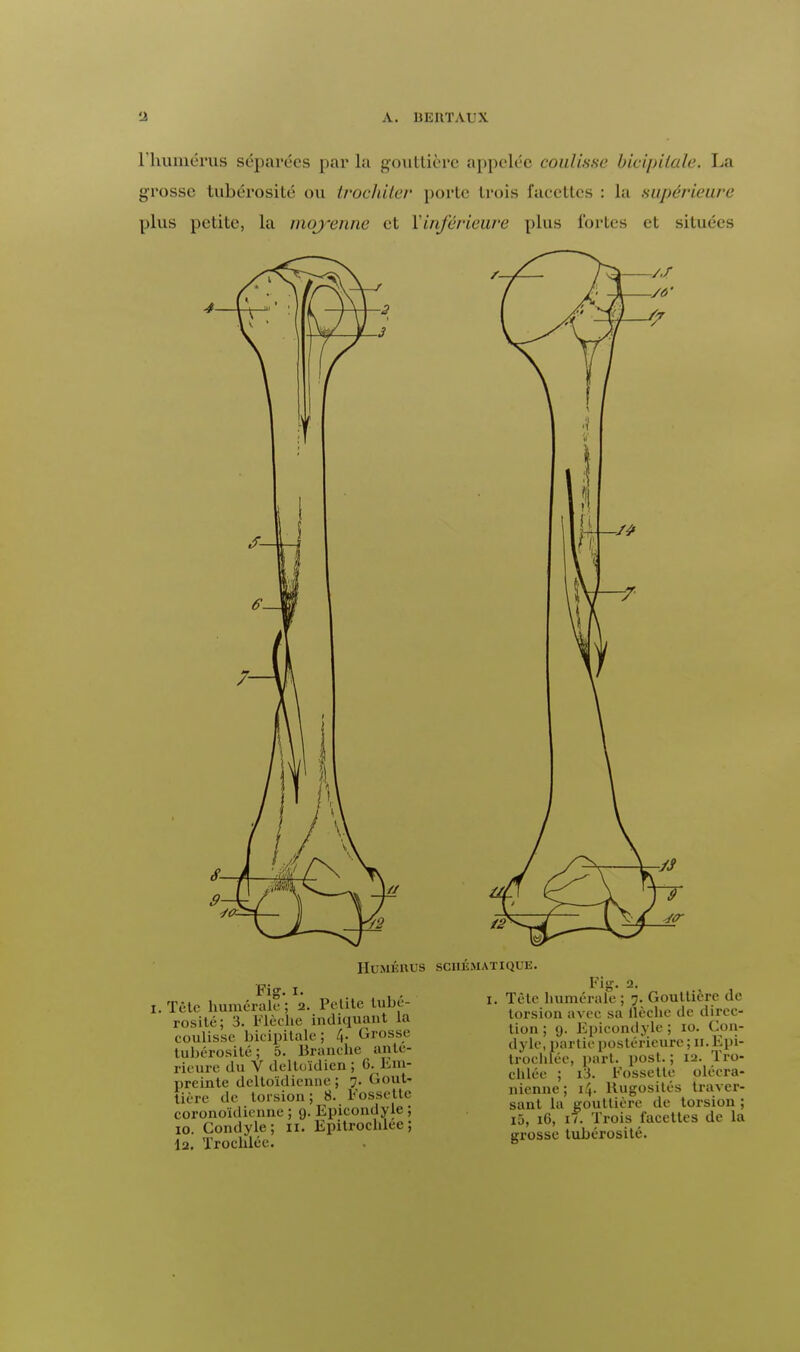 l'humérus séparées par la gouttière appelée coulisse bicipiiale. La grosse tubérosité ou trochiler porte trois facettes : la supérieure plus petite, la moyenne et l'inférieure plus tories et situées Humérus i.Telc humerait-; 2. Pelitc tubé- rosité; 3. Flèche indiquant La coulisse bicipitale; 4- Grosse tubérosité; 5. Branche anté- rieure du V deltoïdien ; 6. Em- preinte deltoïdienne ; 7. Gout- tière de torsion; 8. Fossette coronoïdienne ; 9. Epicondyle ; 10. Condyle; il. Epitrochleej I2. Trochlée. SCHÉMATIQUE. Fig. 2. 1. Tête humérale; 7. Gouttière de torsion avec sa llcche de direc- tion ; 9. Epicondyle ; 10. Con- dyle, partie postérieure ; n. Epi- trochlée, part. post. ; 12. Tro- chlée ; i3. Fossette oléera- nienne; 14. Rugosités traver- sant la gouttière de torsion ; i5, 16, 17. Trois facettes de la grosse tubérosité.