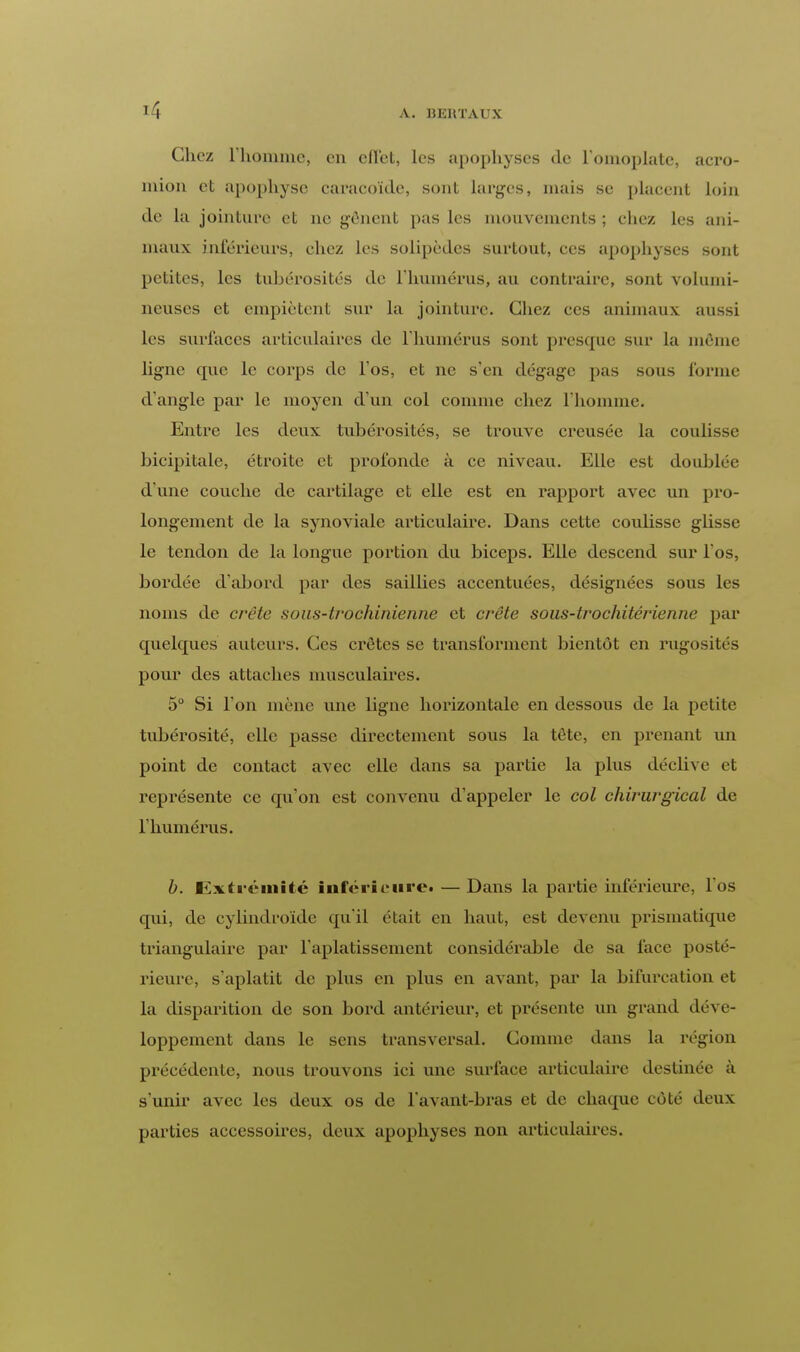 Chez riionimc, en effet, les apophyses de L'omoplate, acro- niion et apophyse earaeoïde, sont larges, mais se placent loin de la jointure et ne gênent pas les mouvements ; chez les ani- maux inférieurs, chez les solipèdes surtout, ces apophyses sont petites, les tubérosités de l'humérus, au contraire, sont volumi- neuses et empiètent sur la jointure. Chez ces animaux aussi les surfaces articulaires de l'humérus sont presque sur la môme ligne que le corps de l'os, et ne s'en dégage pas sous l'orme d'angle par le moyen d'un col connue chez L'homme. Entre les deux tubérosités, se trouve creusée la coulisse bicipitale, étroite et profonde à ce niveau. Elle est doublée d'une couche de cartilage et elle est en rapport avec un pro- longement de la synoviale articulaire. Dans cette coulisse glisse le tendon de la longue portion du biceps. Elle descend sur l'os, bordée d'abord par des saillies accentuées, désignées sous les noms de crête soas-trochinienne et crête soas-trochitérienne par quelques auteurs. Ces crêtes se transforment bientôt en rugosités pour des attaches musculaires. 5° Si l'on mène une ligne horizontale en dessous de la petite tubérosité, elle passe directement sous la tète, en prenant un point de contact avec elle dans sa partie la plus déclive et représente ce qu'on est convenu d'appeler le col chirurgical de l'humérus. b. Extrémité inférieure. — Dans la partie inférieure, l'os qui, de cylindroïde qu'il était en haut, est devenu prismatique triangulaire par l'aplatissement considérable de sa face posté- rieure, s'aplatit de plus en plus en avant, par la bifurcation et la disparition de son bord antérieur, et présente un grand déve- loppement dans le sens transversal. Comme dans la région précédente, nous trouvons ici une surface articulaire destinée à s'unir avec les deux os de l'avant-bras et de chaque côté deux parties accessoires, deux apophyses non articulaires.