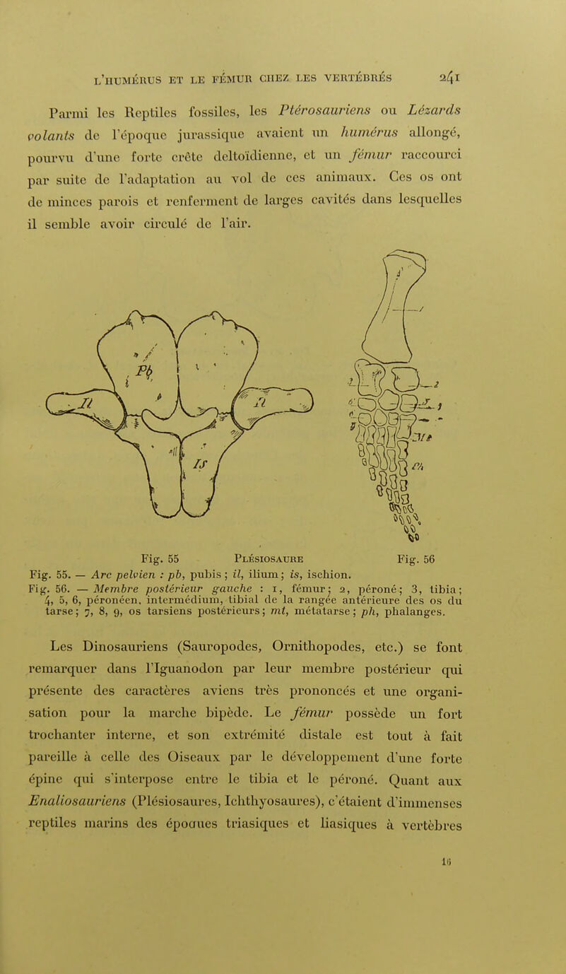 Parmi les Reptiles fossiles, les Ptérosauriens ou Lézards volants de l'époque jurassique avaient un humérus allongé, pourvu d'une forte erôte deltoïdienne, et un fémur raccourci par suite de l'adaptation au vol de ces animaux. Ces os ont de minces parois et renferment de larges cavités dans lesquelles il semble avoir circulé de l'air. Fig. 55 Plésiosaure Fig. 56 Fig. 55. — Arc pelvien : pb, pubis ; il, ilium; is, ischion. Fig. 56. —Membre postérieur gauche : 1, fémur; 2, péroné; 3, tibia; 4, 5, 6, péronéen, intermédium, tibial de la rangée antérieure des os du tarse; 7, 8, 9, os tarsiens postérieurs; mt, métatarse; ph, phalanges. Les Dinosauriens (Sauropodes, Ornithopodes, etc.) se font remarquer dans l'Iguanodon par leur membre postérieur qui présente des caractères aviens très prononcés et une organi- sation pour la marebe bipède. Le fémur possède un fort trochantci* interne, et son extrémité distale est tout à fait pareille à celle des Oiseaux par le développement d'une forte épine qui s'interpose entre le tibia et le péroné. Quant aux Enaliosauriens (Plésiosaures, Icbthyosaures), c'étaient d'immenses reptiles marins des époaues triasiques et basiques à vertèbres